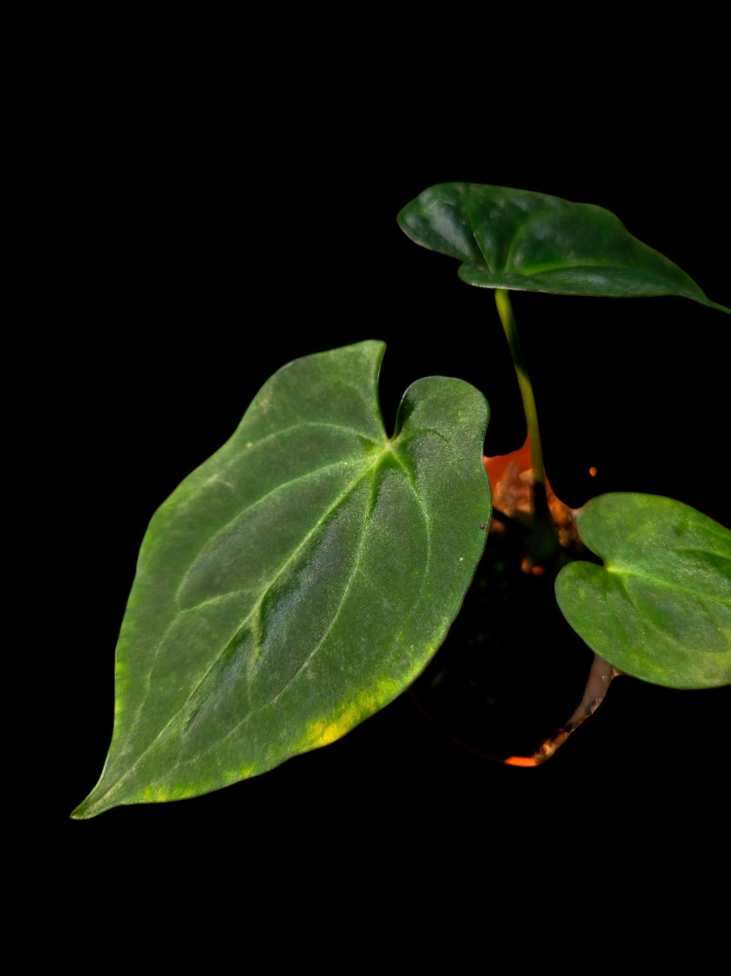 Anthurium Kunayalense X Luxurians (EXACT PLANT)