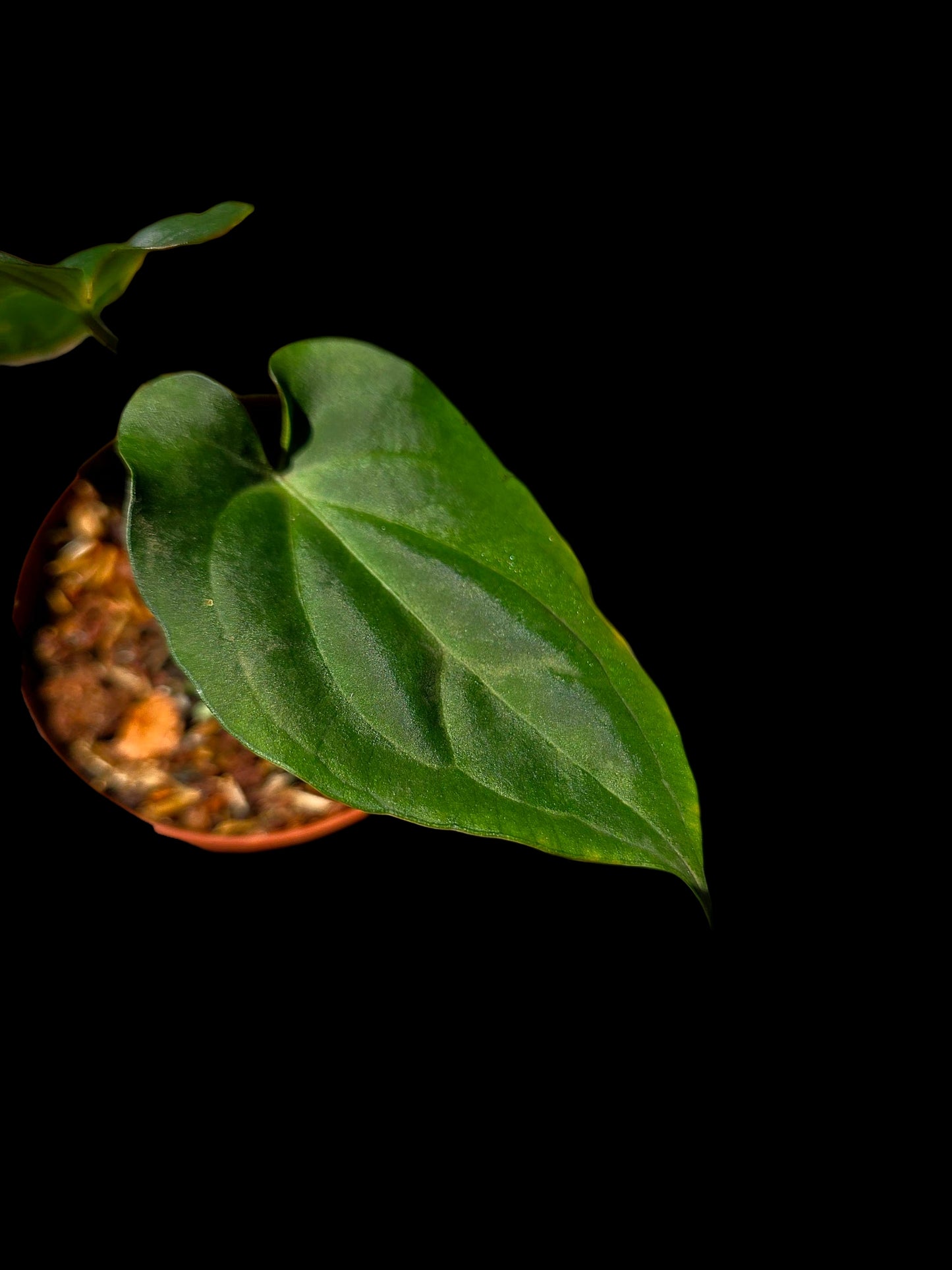 Anthurium Kunayalense X Luxurians (EXACT PLANT)