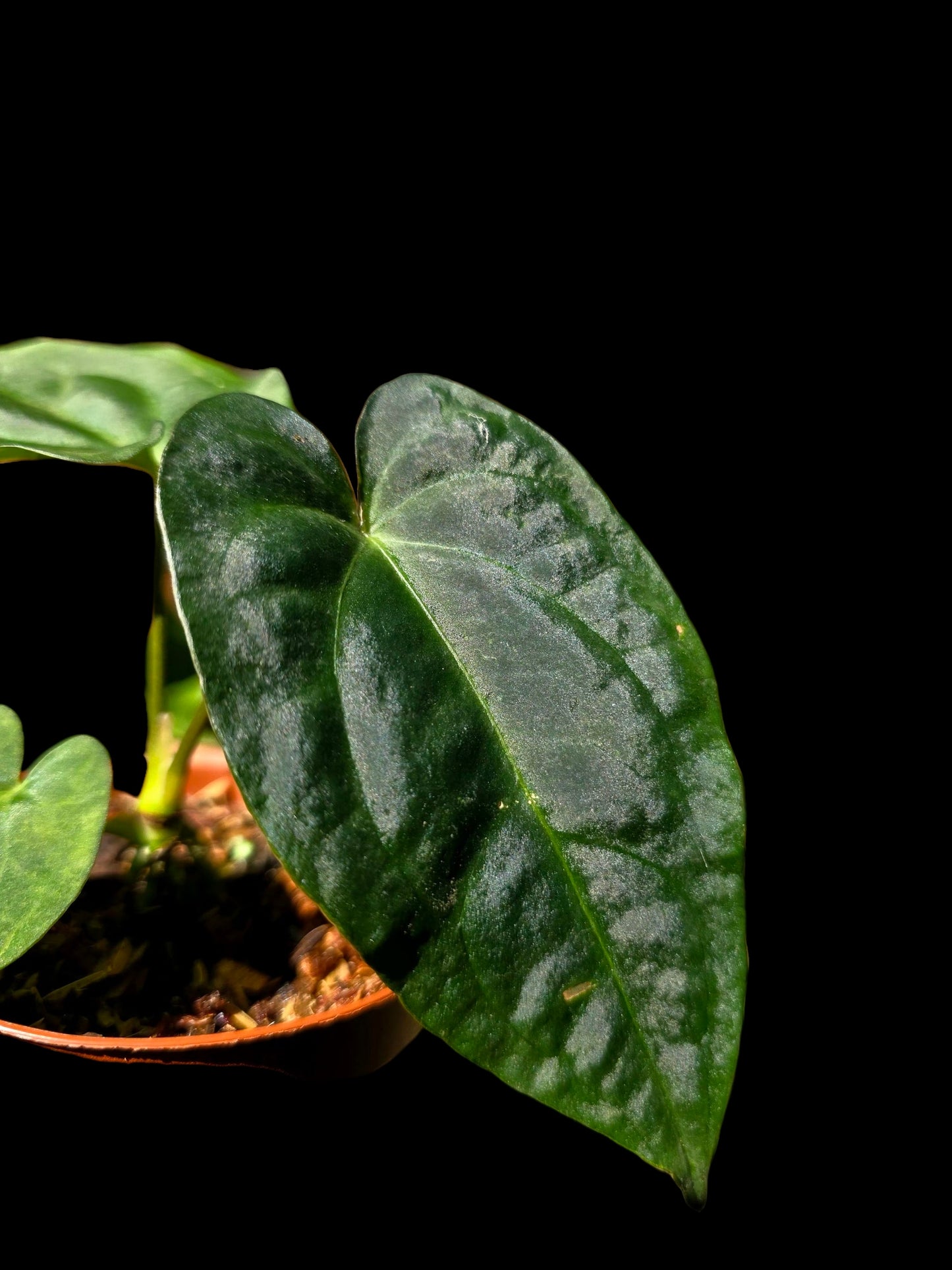 Anthurium Kunayalense X Luxurians (EXACT PLANT)
