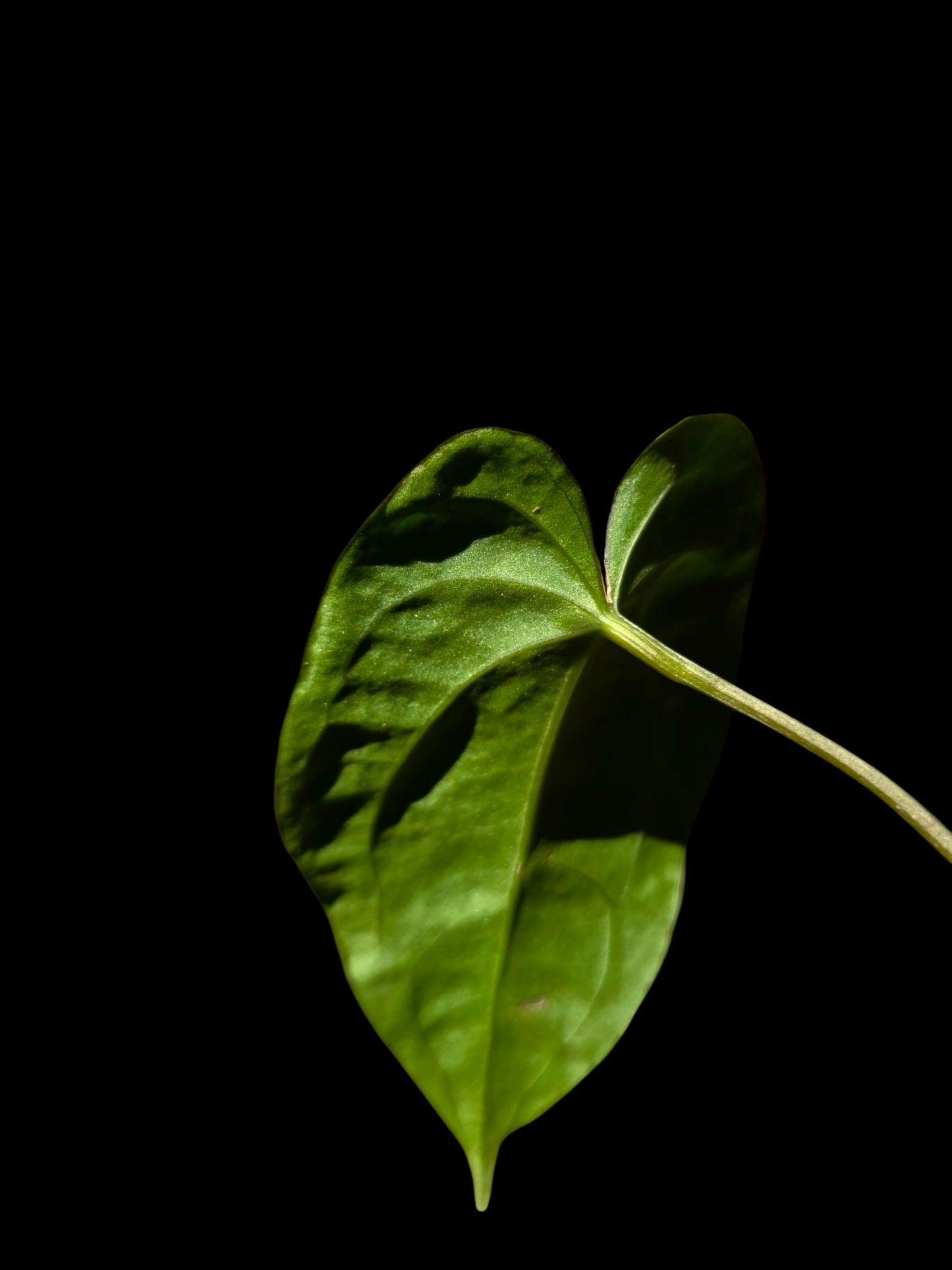 Anthurium Kunayalense X Luxurians (EXACT PLANT)