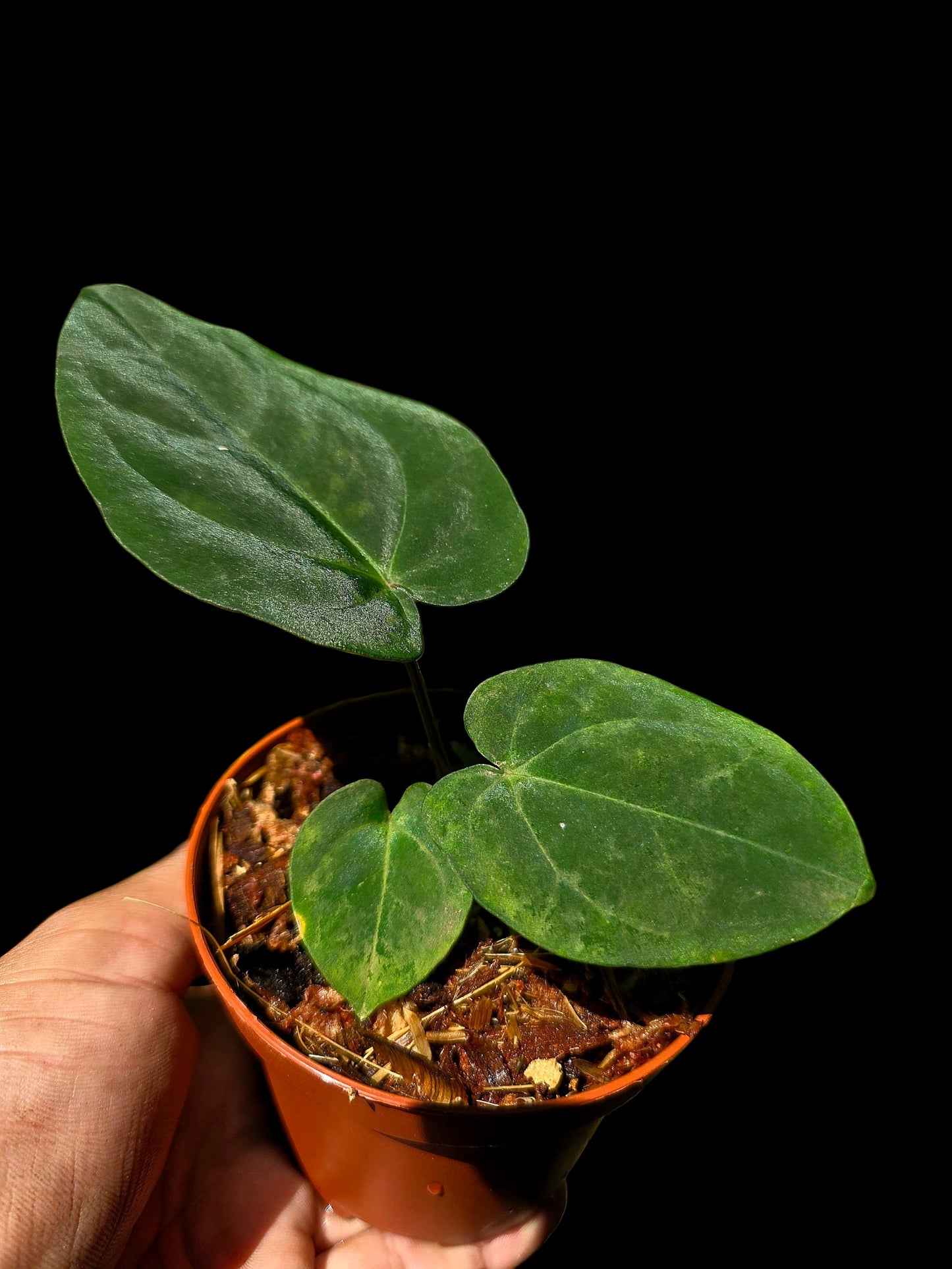 Anthurium Kunayalense X Luxurians (EXACT PLANT)