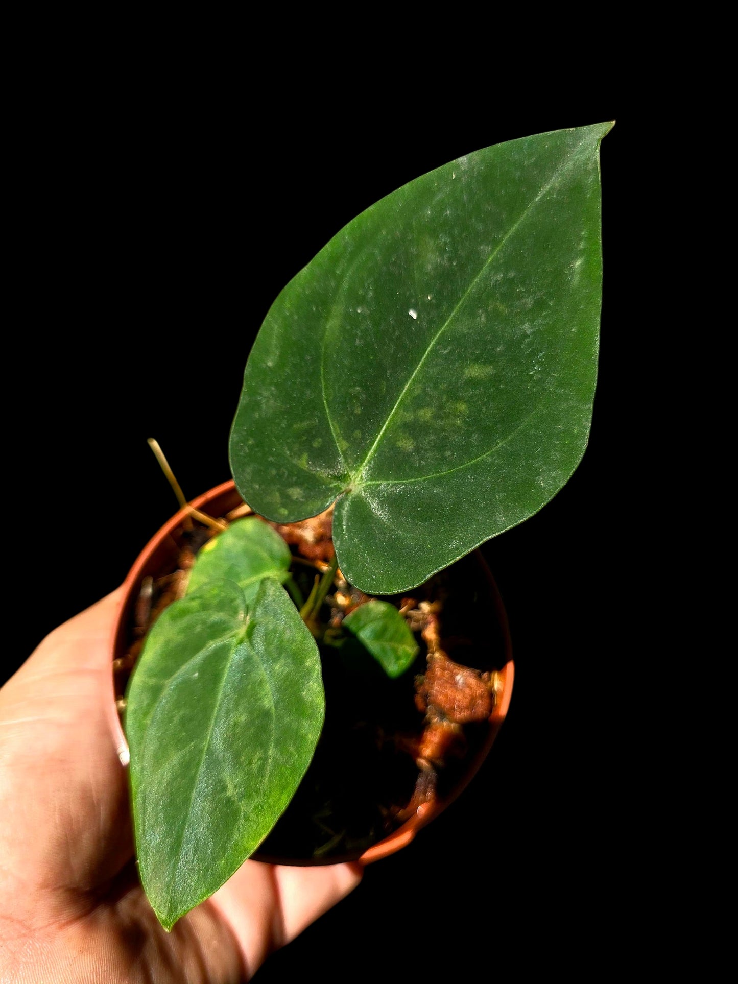 Anthurium Kunayalense X Luxurians (EXACT PLANT)