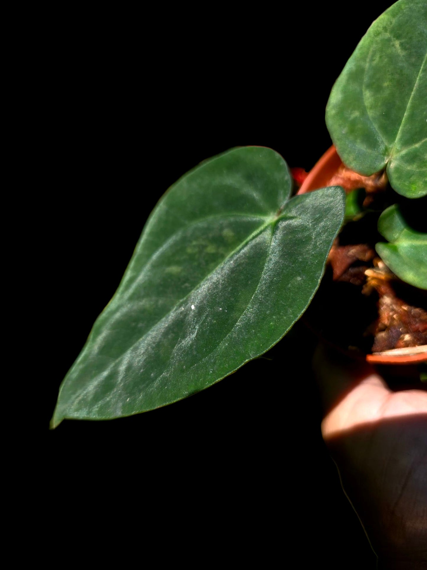 Anthurium Kunayalense X Luxurians (EXACT PLANT)