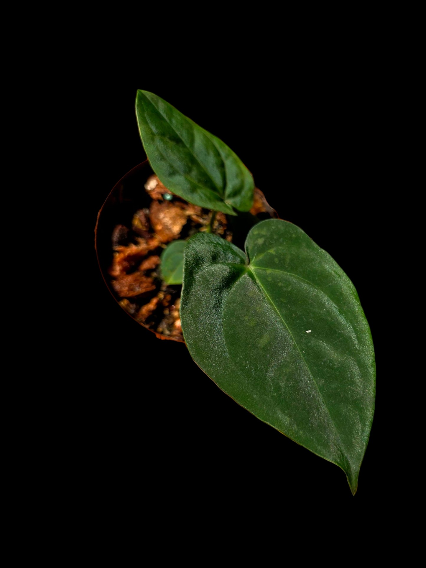 Anthurium Kunayalense X Luxurians (EXACT PLANT)