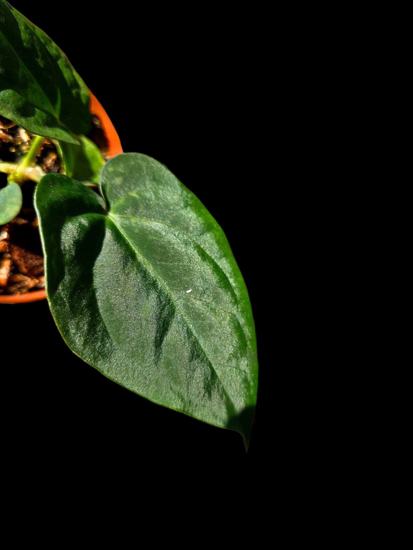 Anthurium Kunayalense X Luxurians (EXACT PLANT)