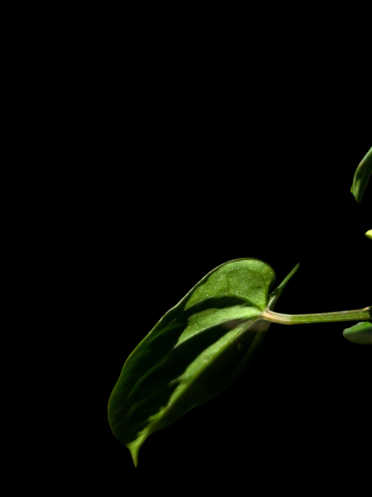 Anthurium Kunayalense X Luxurians (EXACT PLANT)