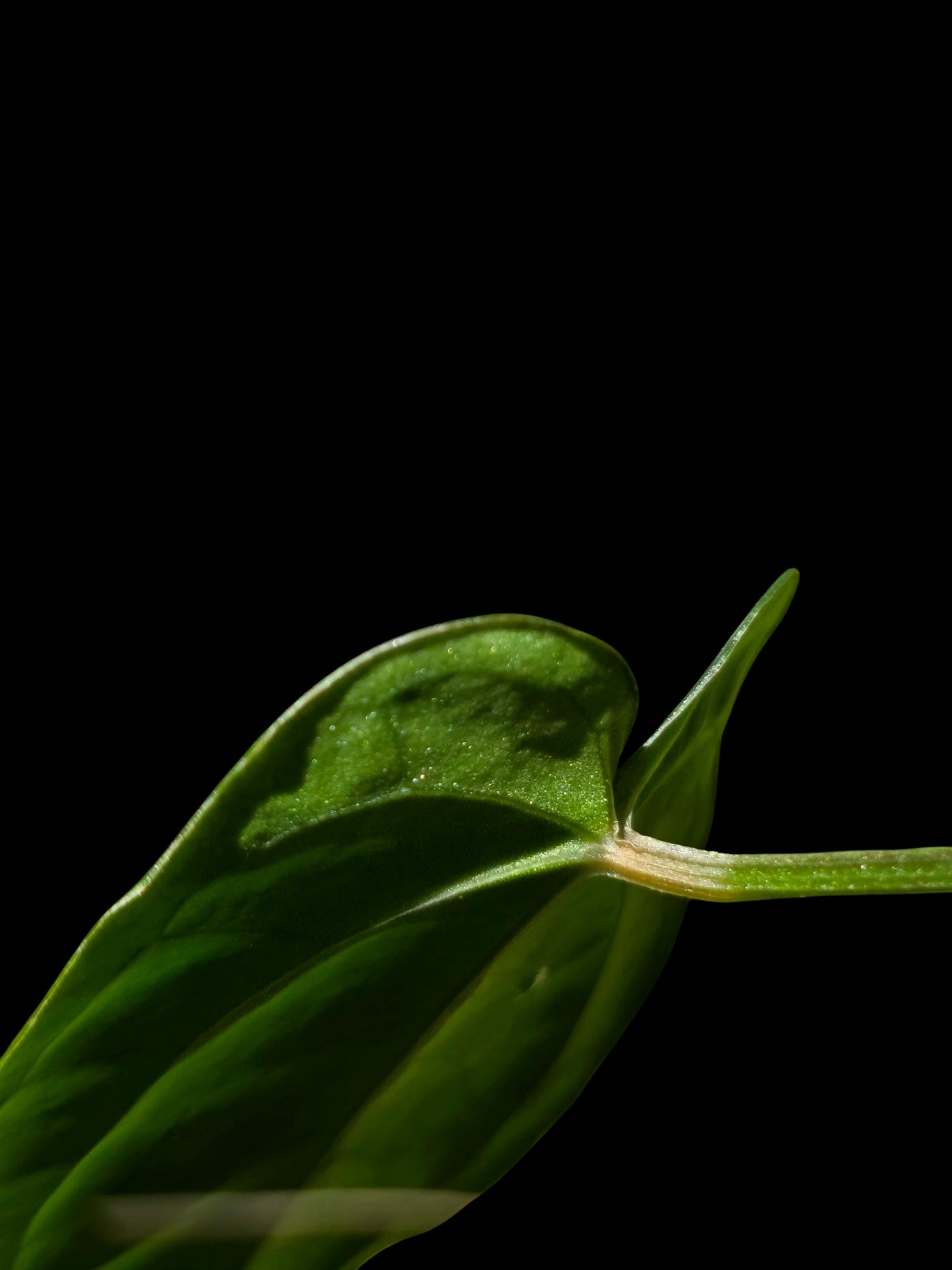 Anthurium Kunayalense X Luxurians (EXACT PLANT)