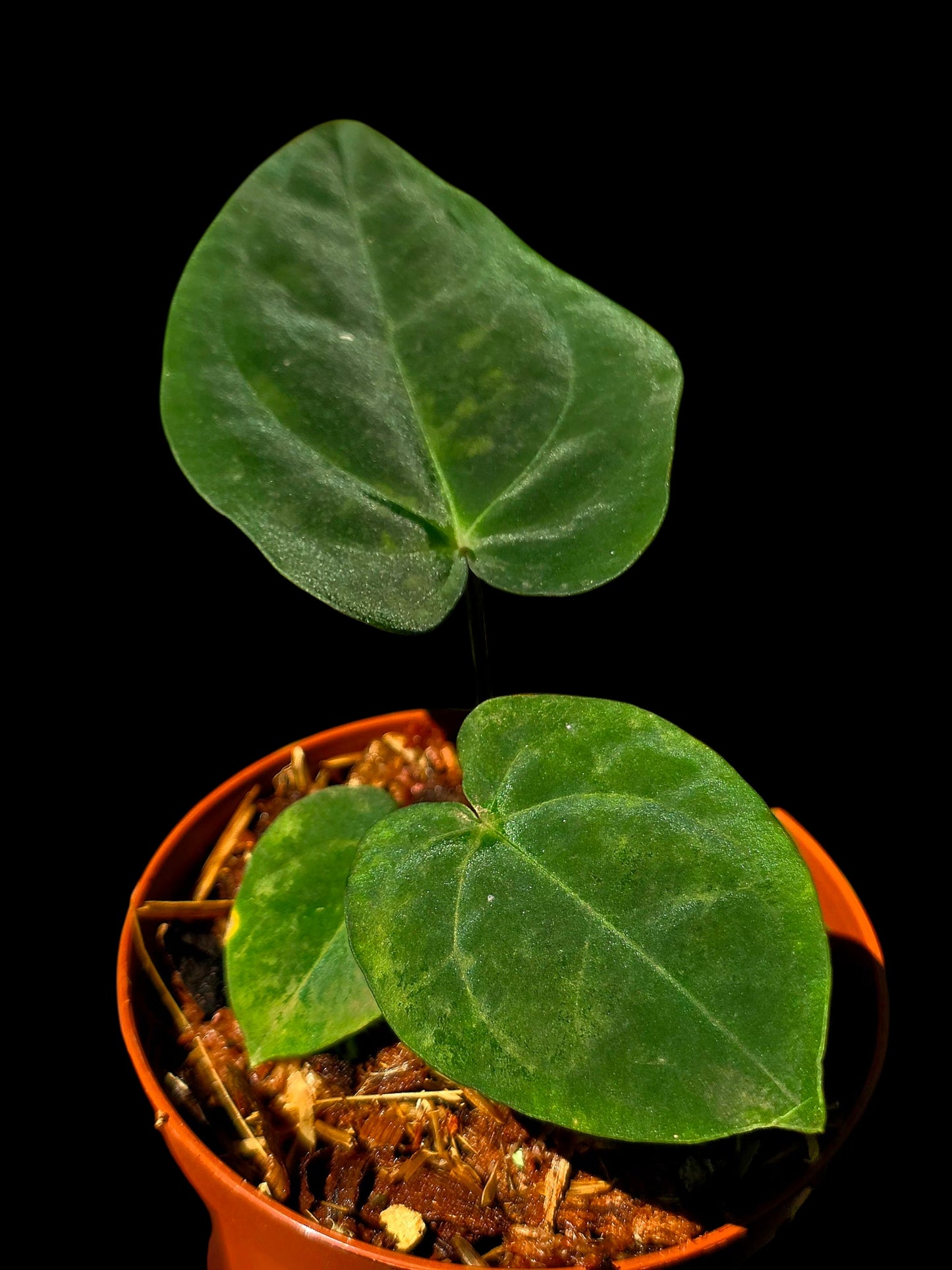 Anthurium Kunayalense X Luxurians (EXACT PLANT)
