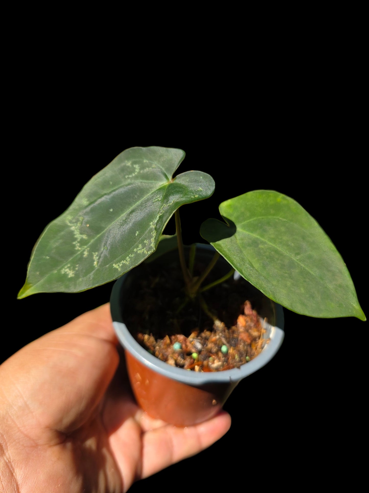 Anthurium Kunayalense X Luxurians (EXACT PLANT)