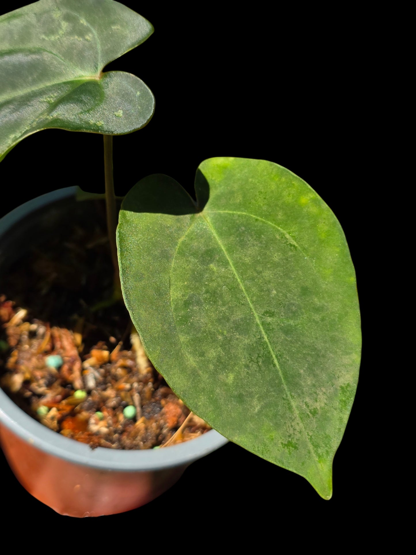 Anthurium Kunayalense X Luxurians (EXACT PLANT)