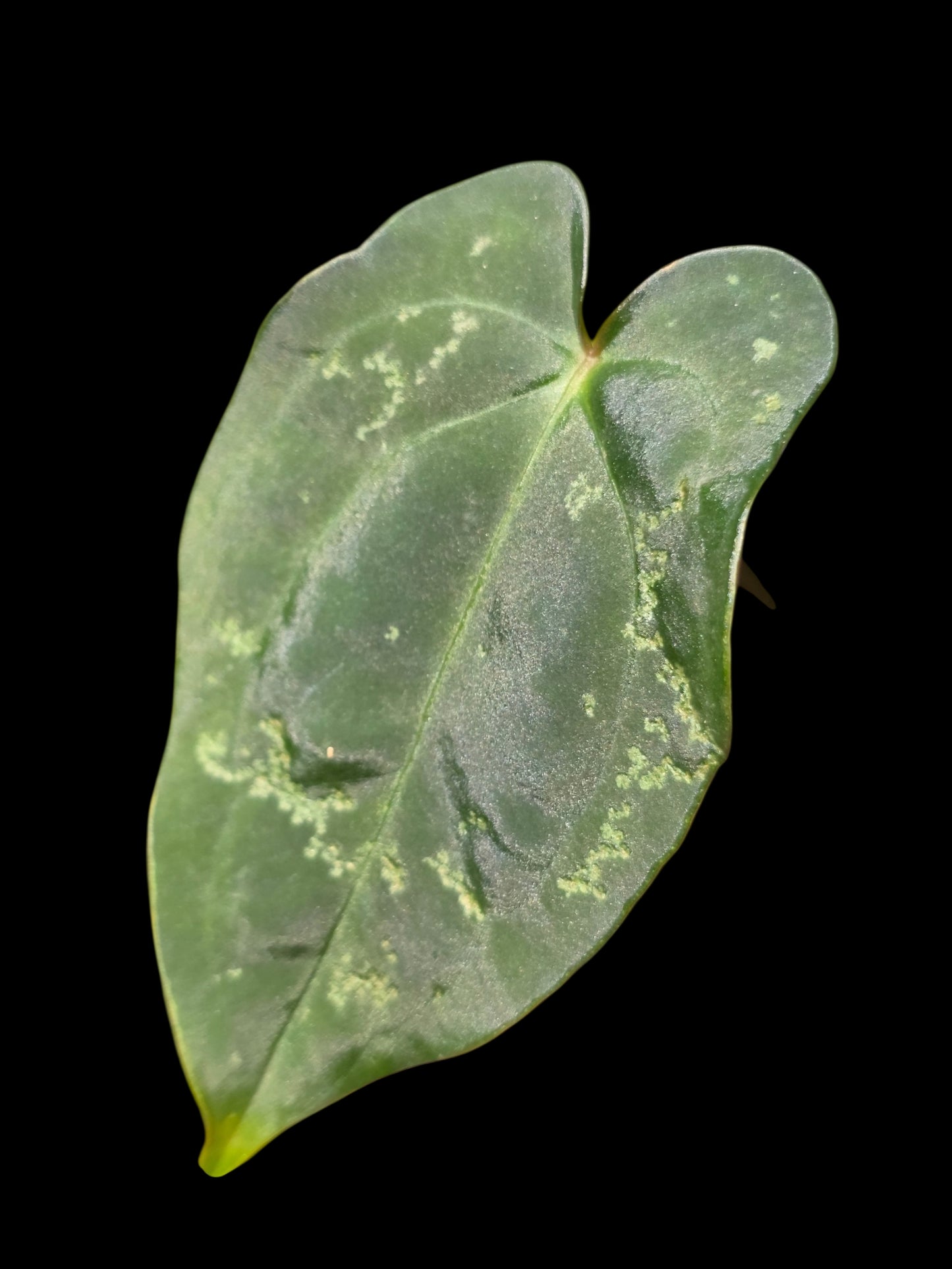 Anthurium Kunayalense X Luxurians (EXACT PLANT)