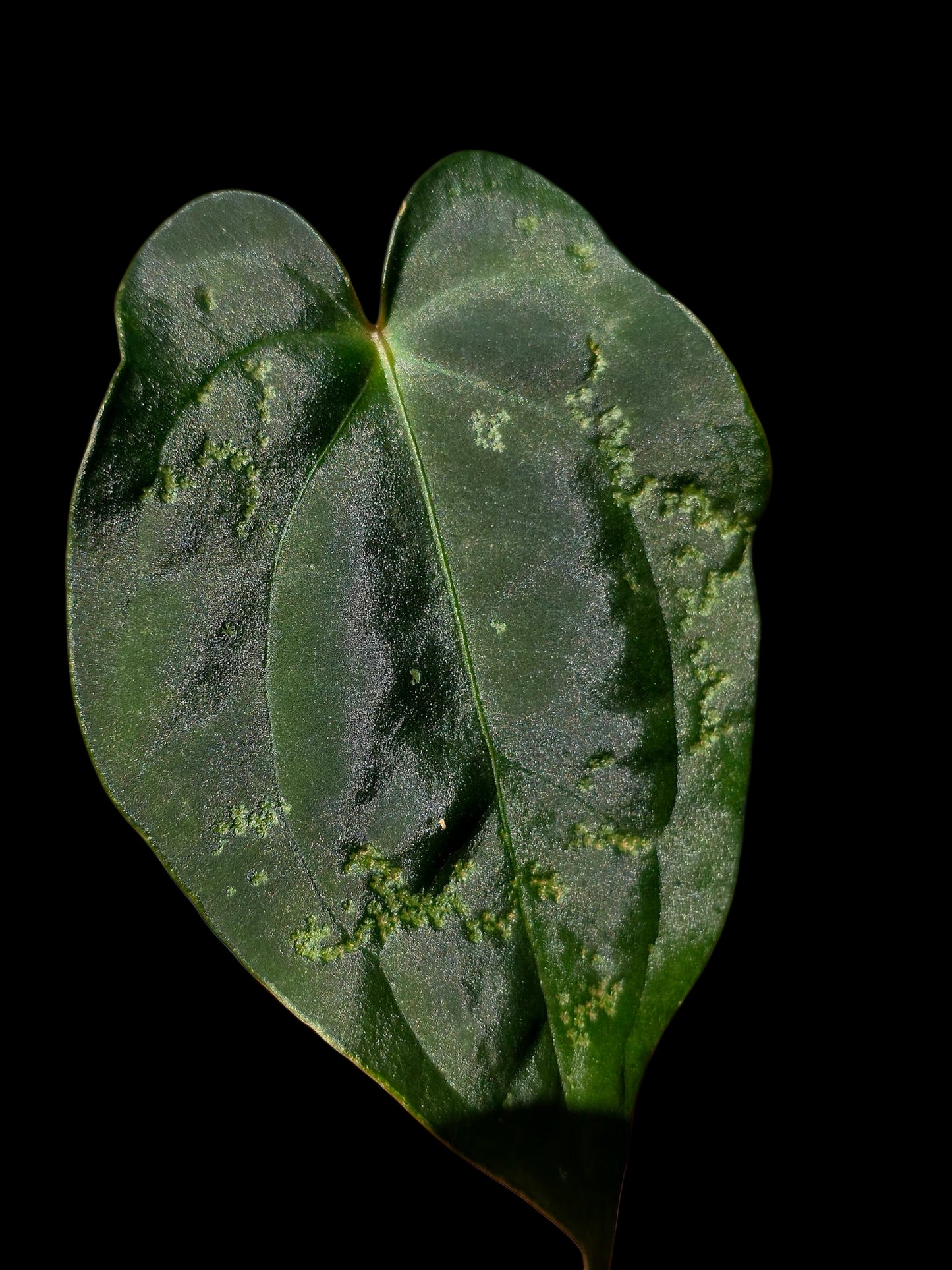 Anthurium Kunayalense X Luxurians (EXACT PLANT)