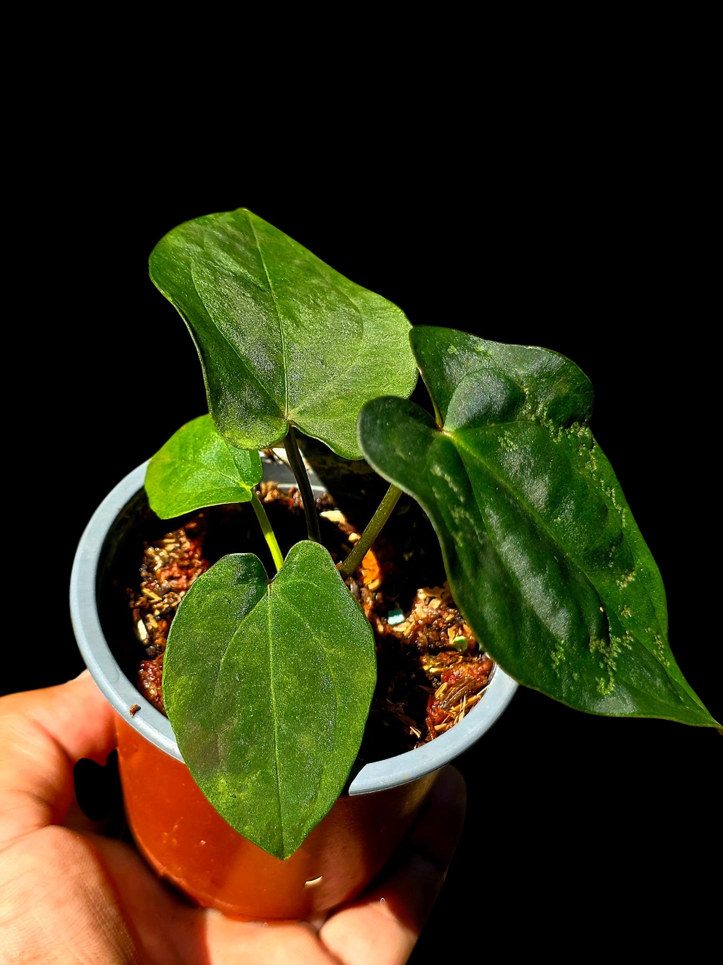 Anthurium Kunayalense X Luxurians (EXACT PLANT)