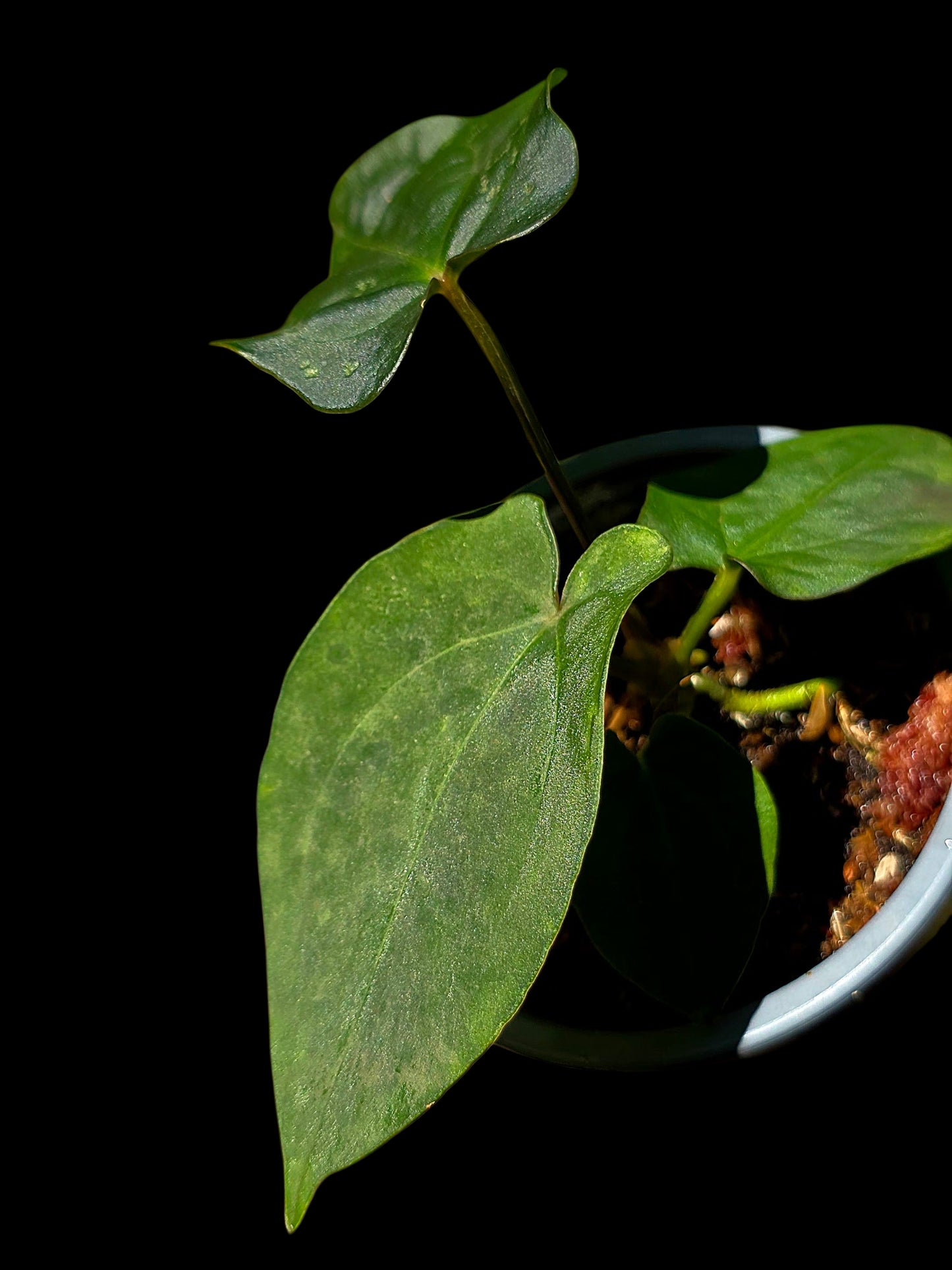 Anthurium Kunayalense X Luxurians (EXACT PLANT)