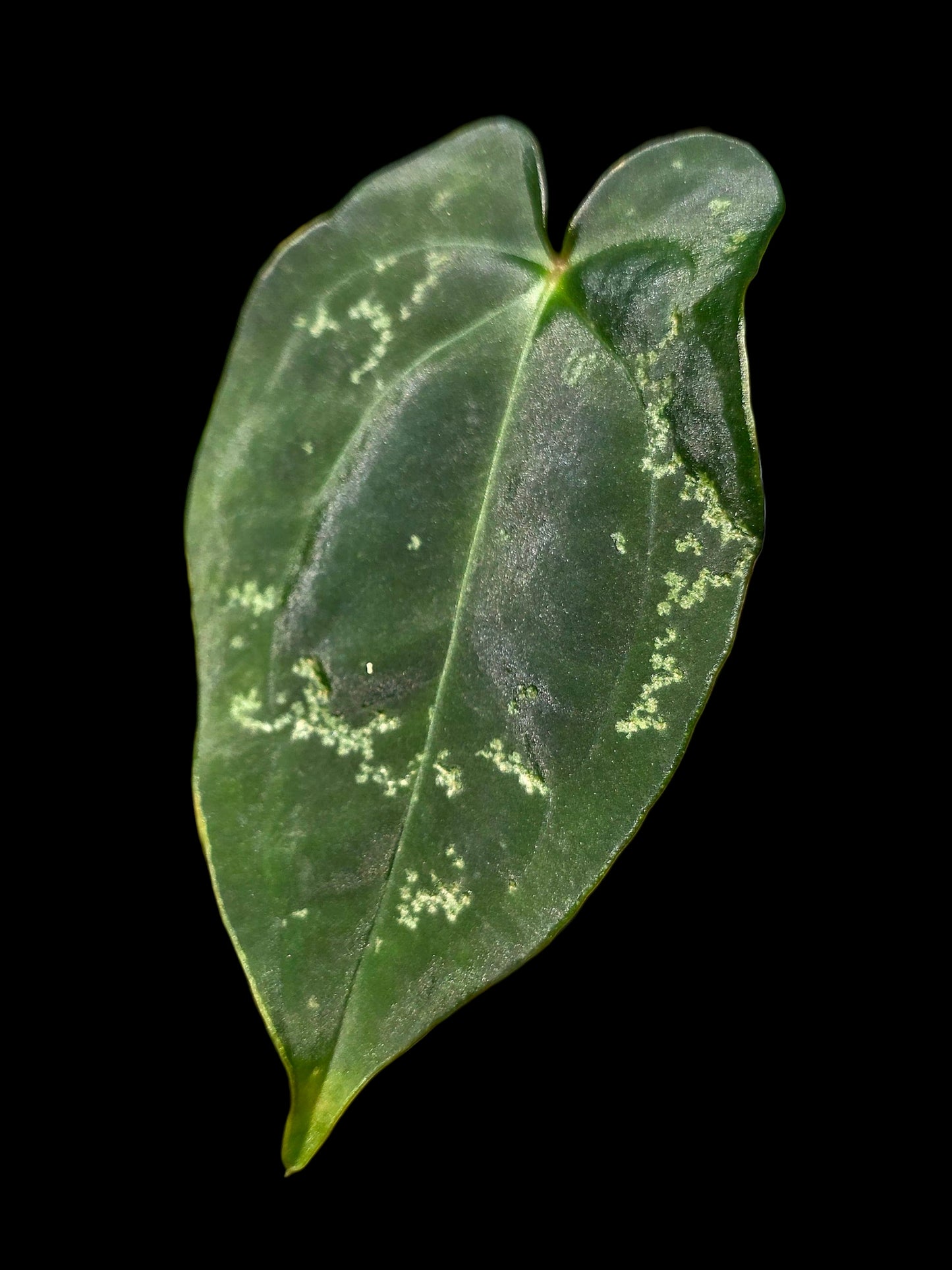 Anthurium Kunayalense X Luxurians (EXACT PLANT)