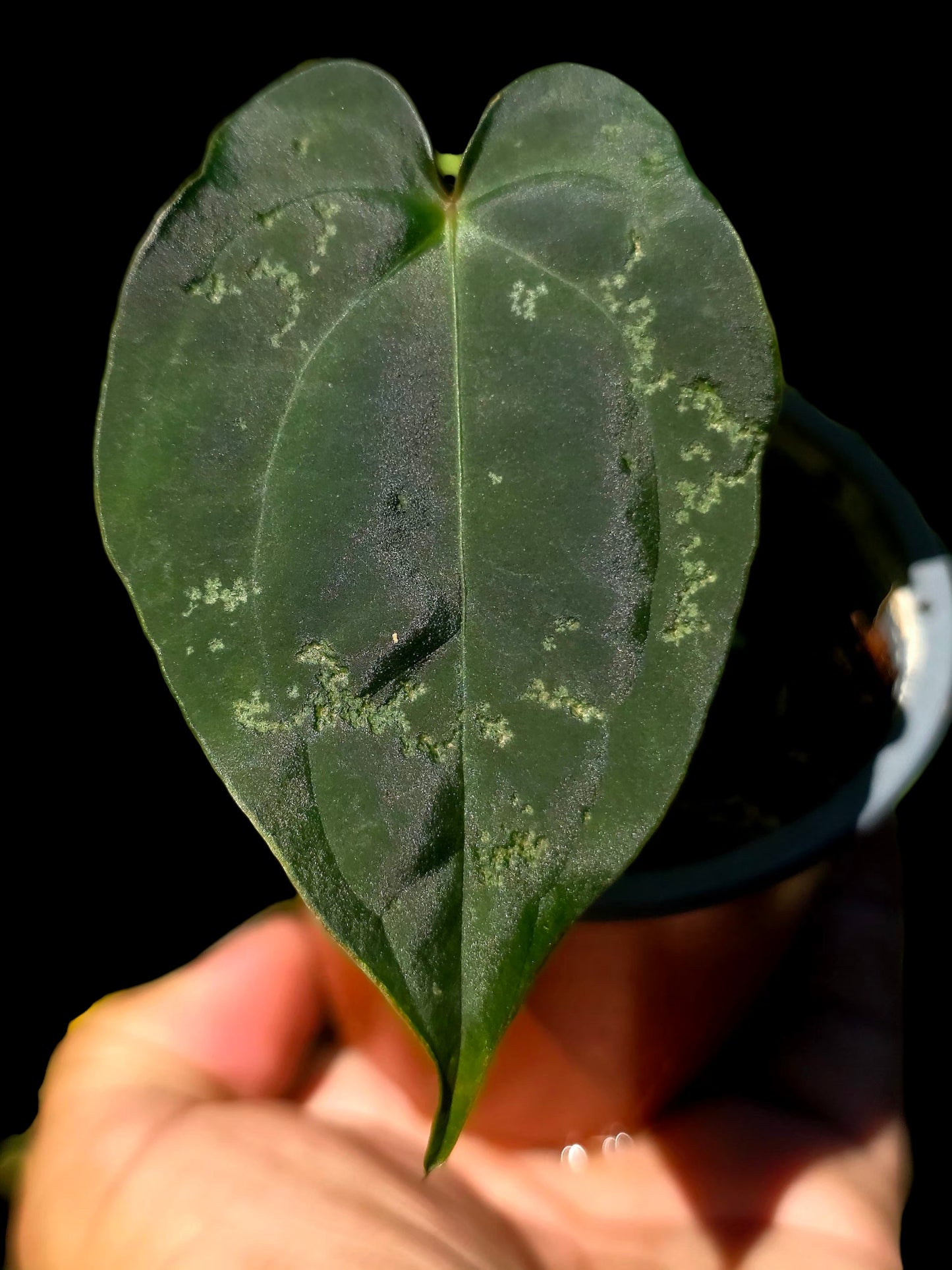 Anthurium Kunayalense X Luxurians (EXACT PLANT)