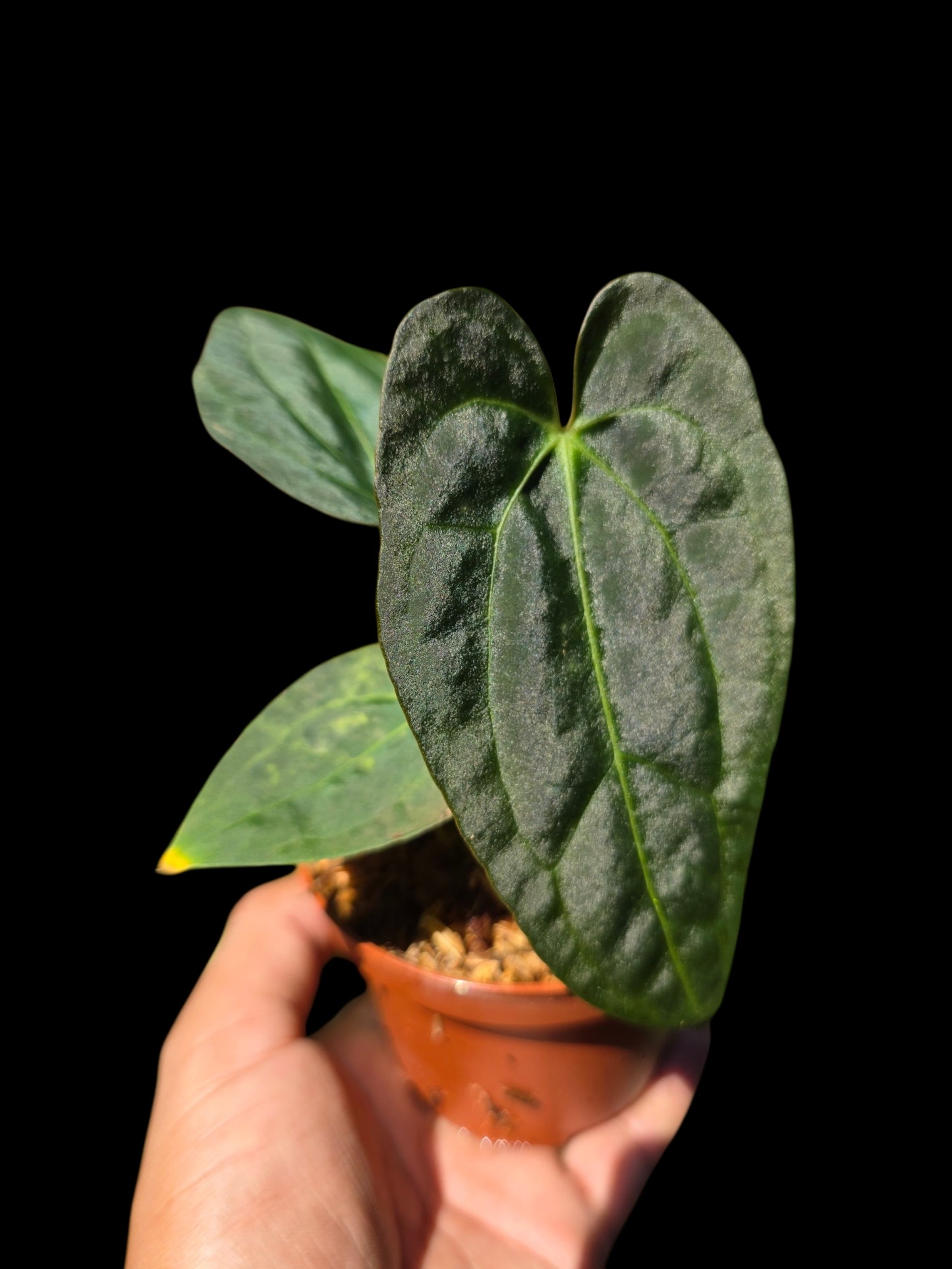 Anthurium Papillilaminum X Crystallinum (EXACT PLANT)