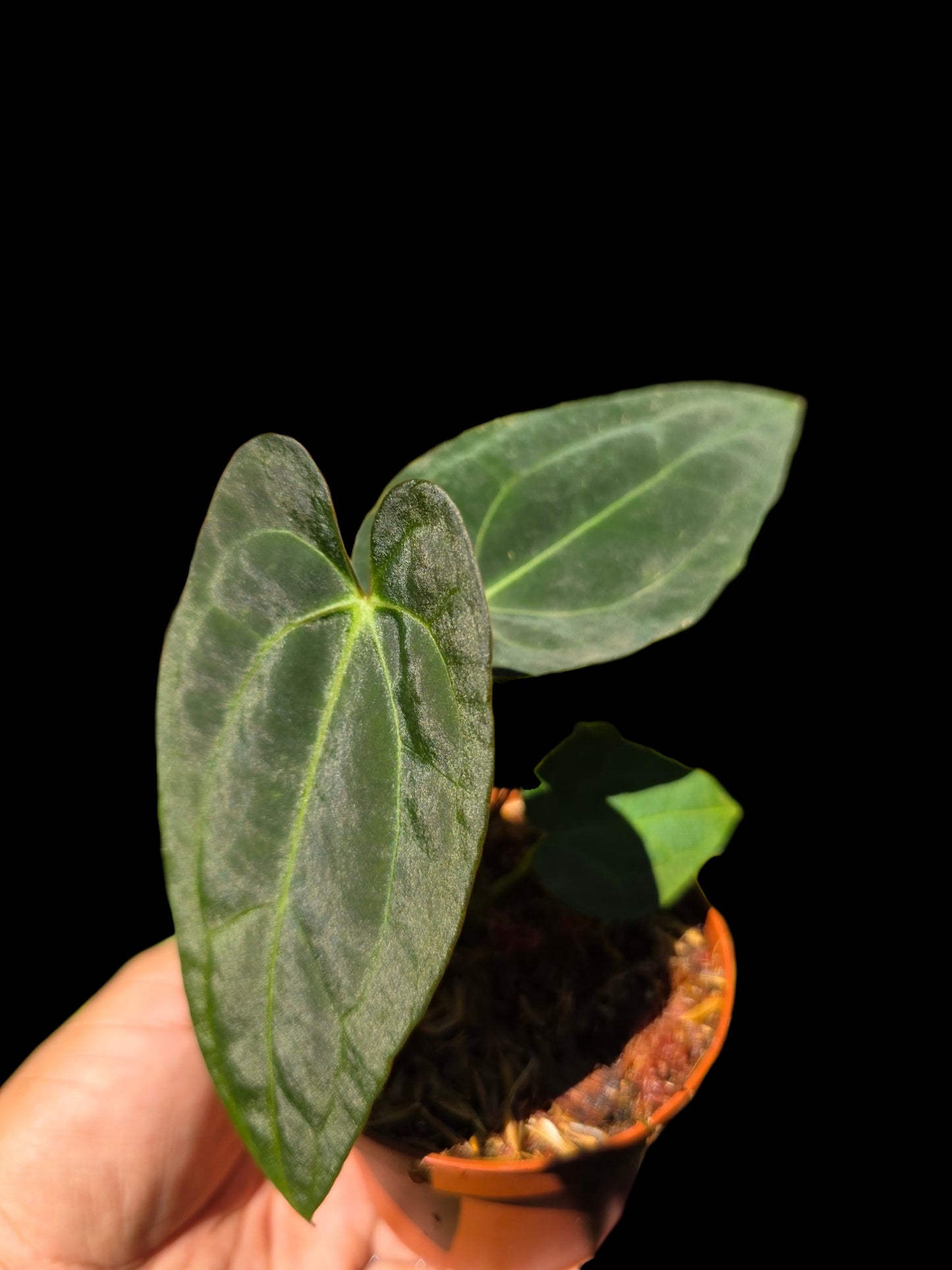 Anthurium Papillilaminum X Crystallinum (EXACT PLANT)