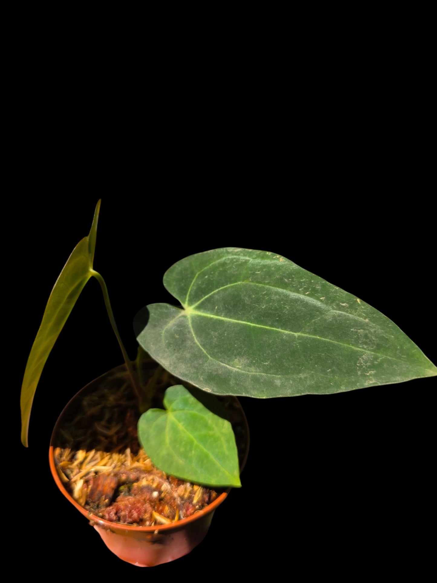 Anthurium Papillilaminum X Crystallinum (EXACT PLANT)