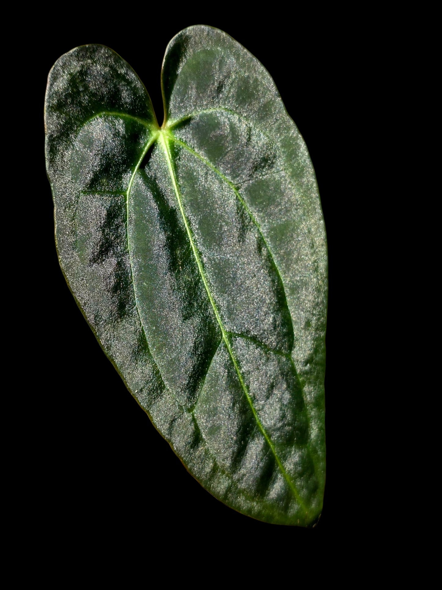 Anthurium Papillilaminum X Crystallinum (EXACT PLANT)