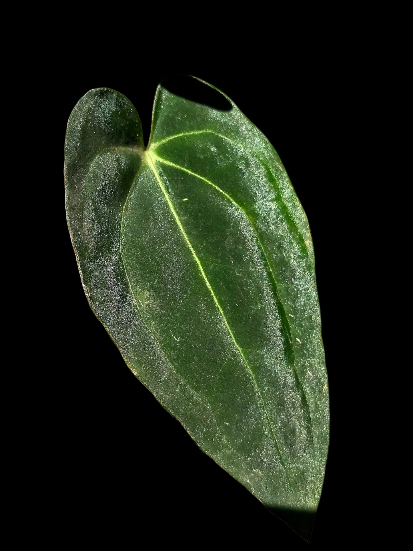 Anthurium Papillilaminum X Crystallinum (EXACT PLANT)