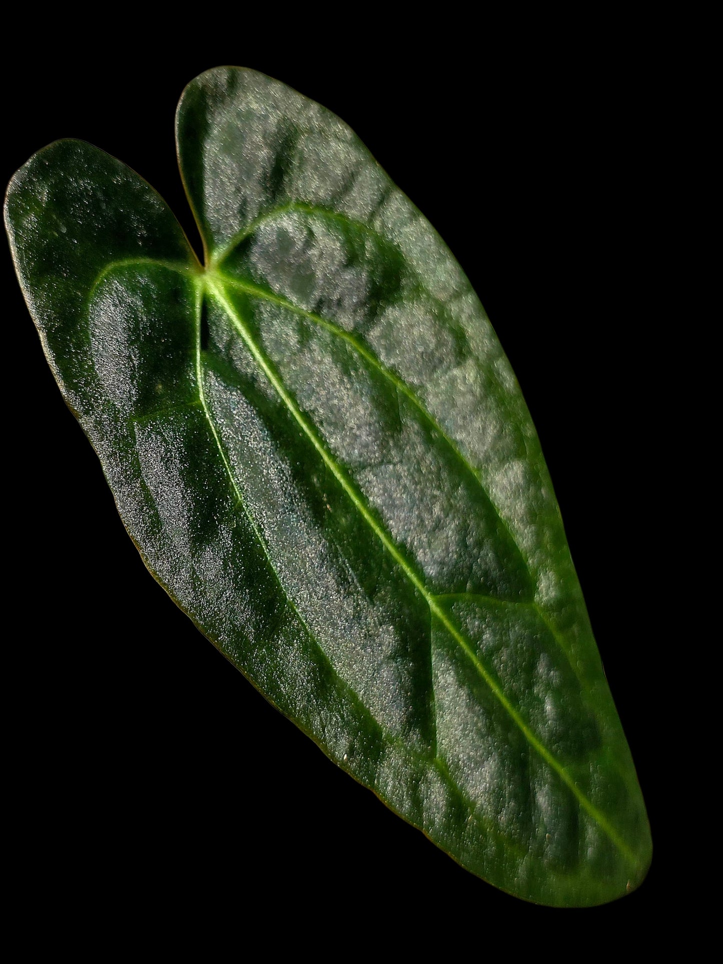 Anthurium Papillilaminum X Crystallinum (EXACT PLANT)