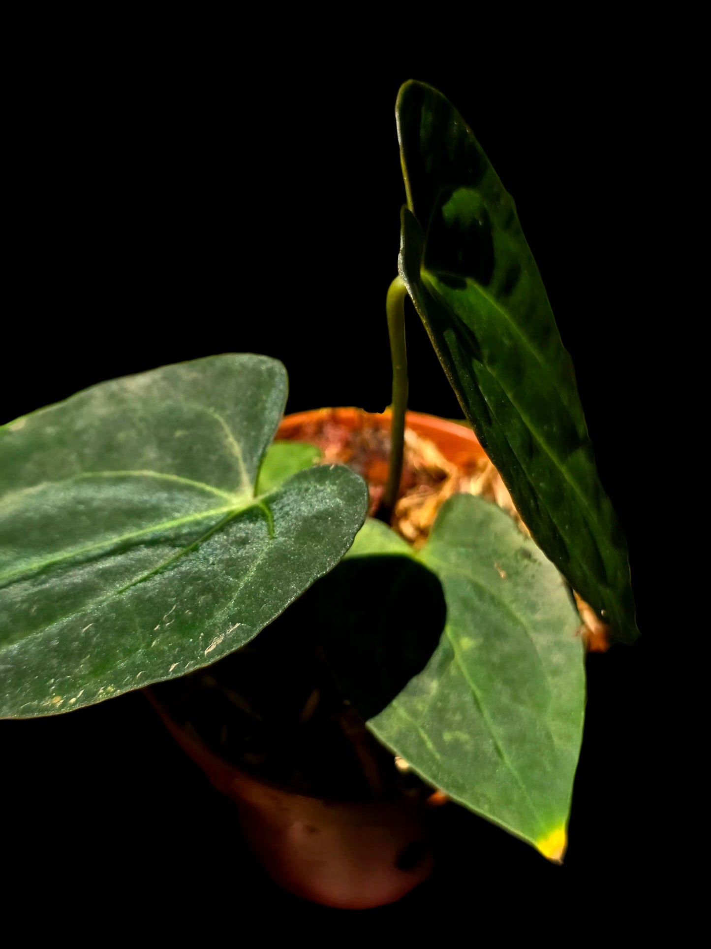 Anthurium Papillilaminum X Crystallinum (EXACT PLANT)