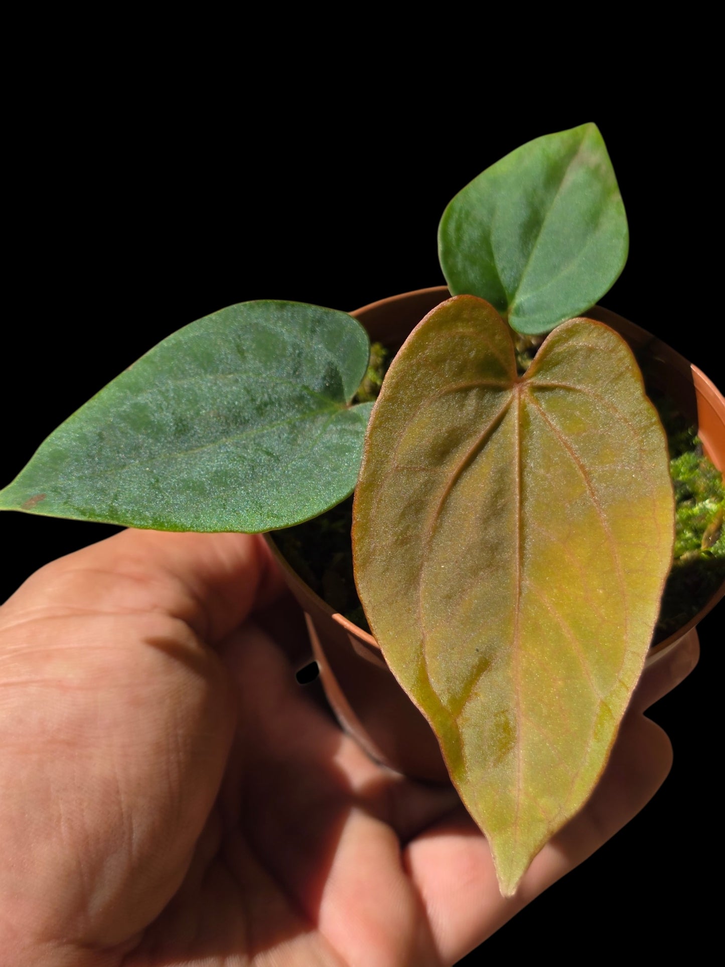 Anthurium Dressleri 'Rio Guanche' (EXACT PLANT)