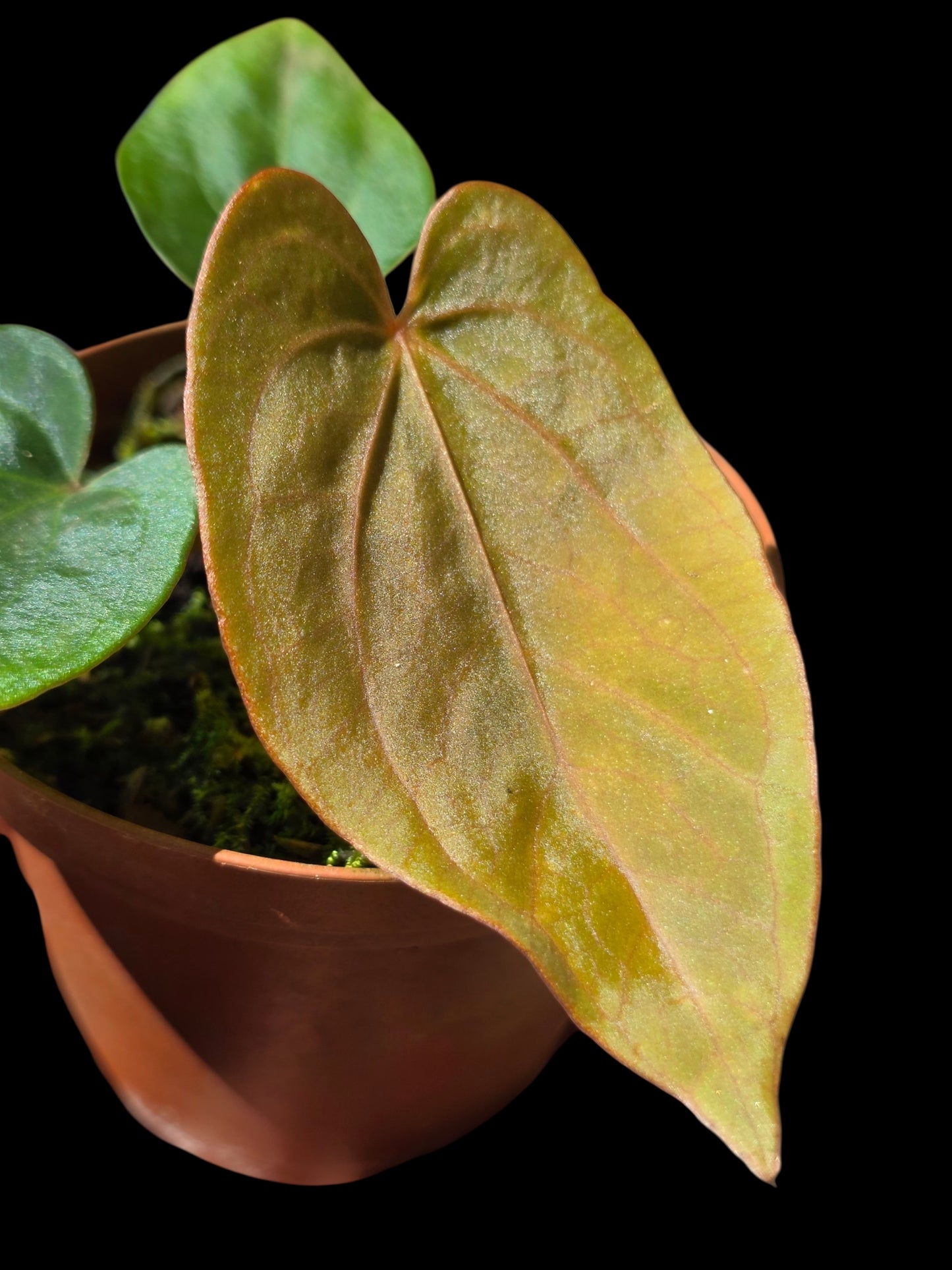 Anthurium Dressleri 'Rio Guanche' (EXACT PLANT)
