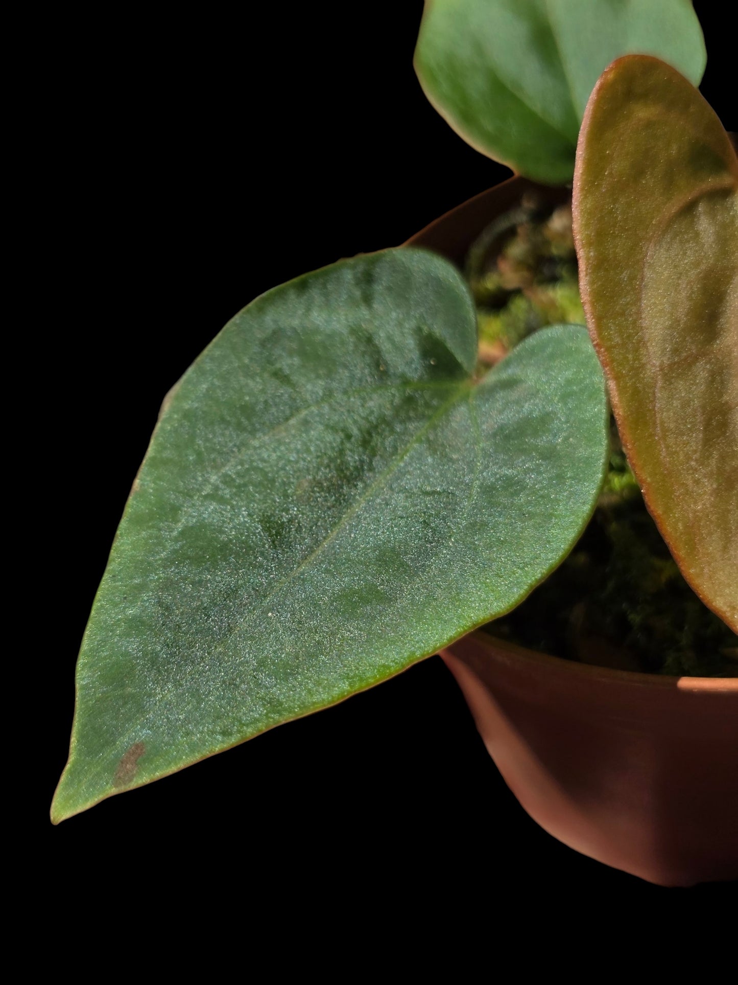 Anthurium Dressleri 'Rio Guanche' (EXACT PLANT)