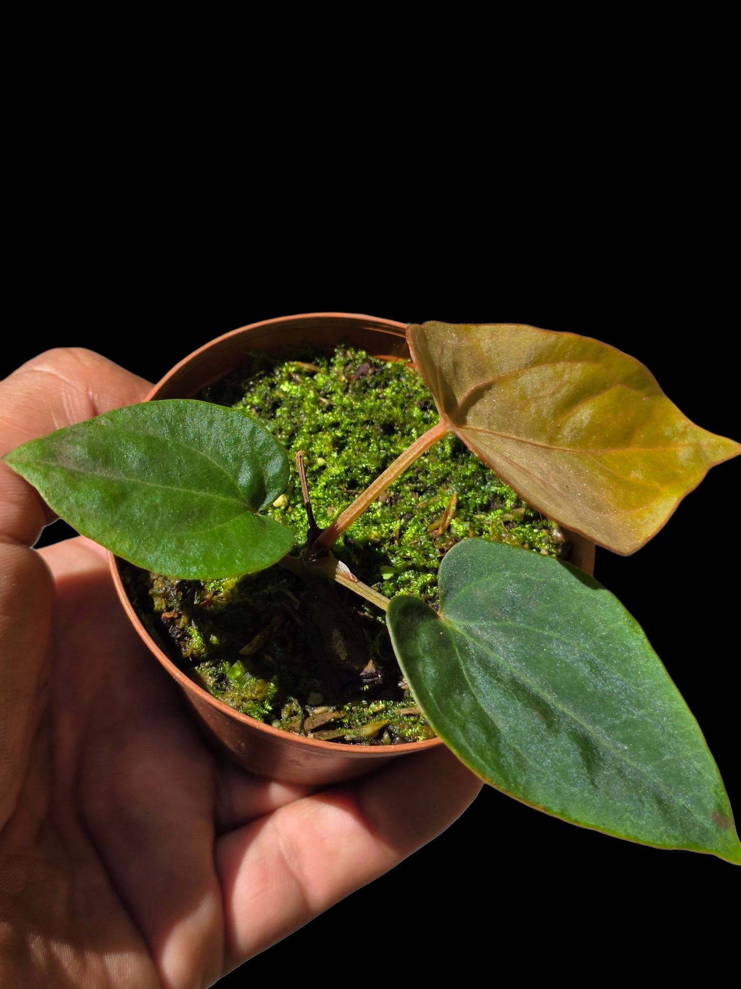 Anthurium Dressleri 'Rio Guanche' (EXACT PLANT)