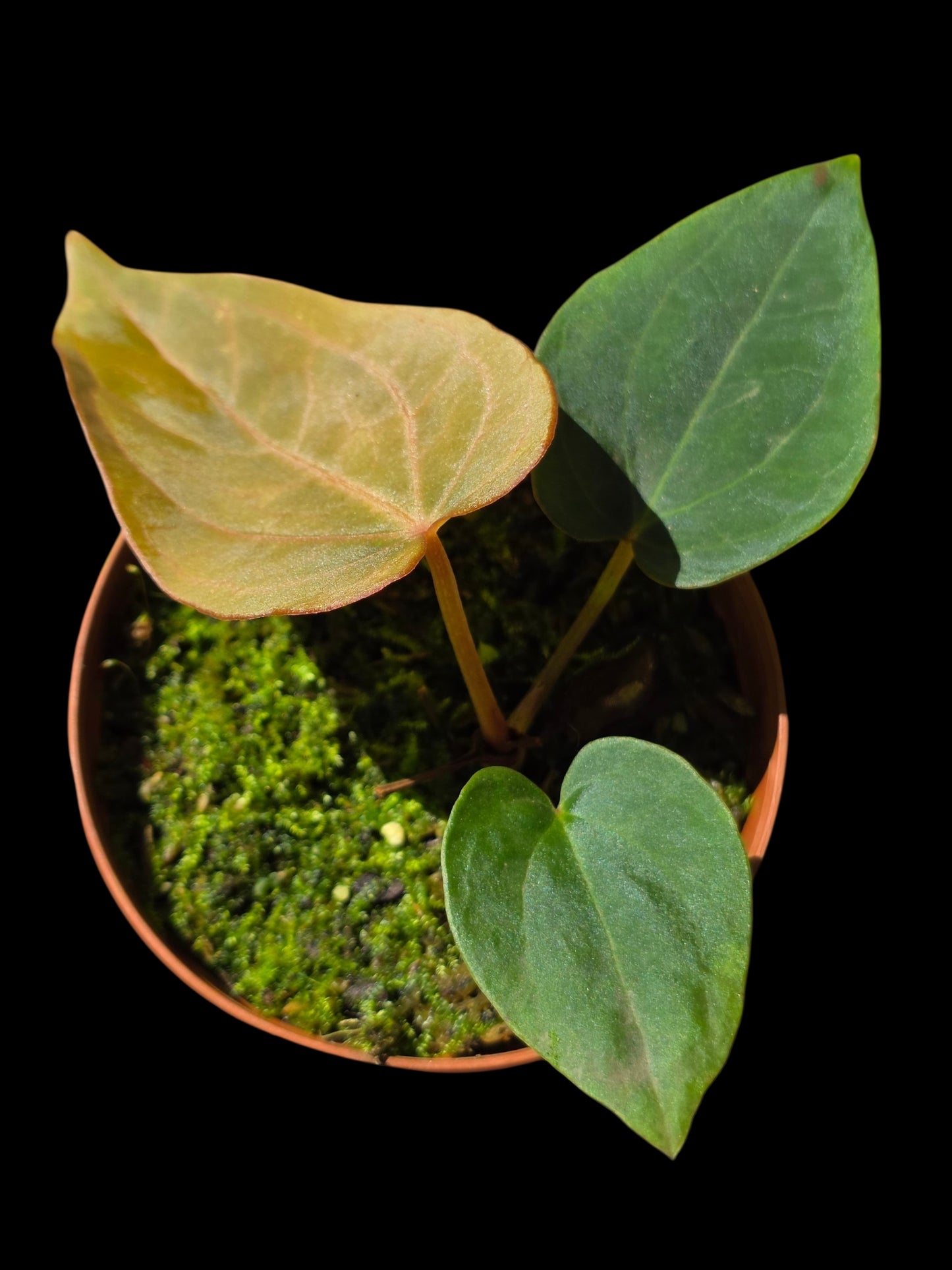 Anthurium Dressleri 'Rio Guanche' (EXACT PLANT)