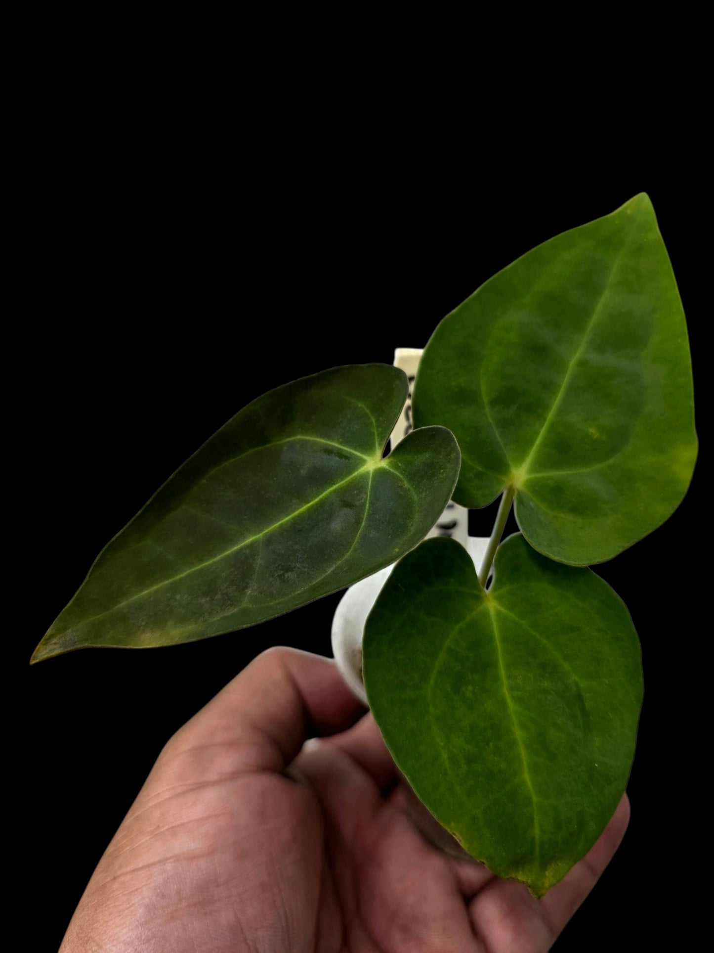 Anthurium Crystallinum X Papillilaminum Dark (EXACT PLANT)