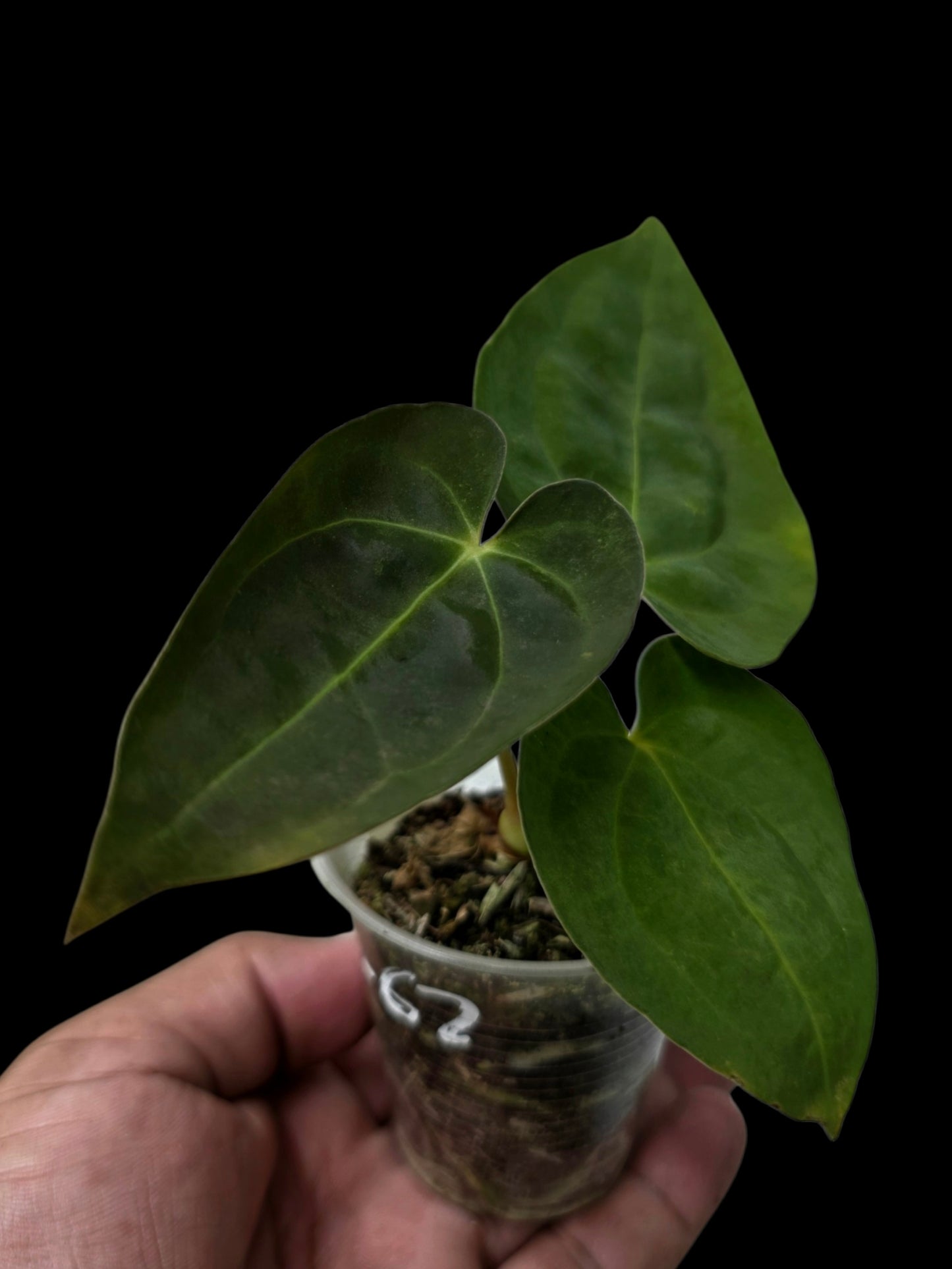 Anthurium Crystallinum X Papillilaminum Dark (EXACT PLANT)