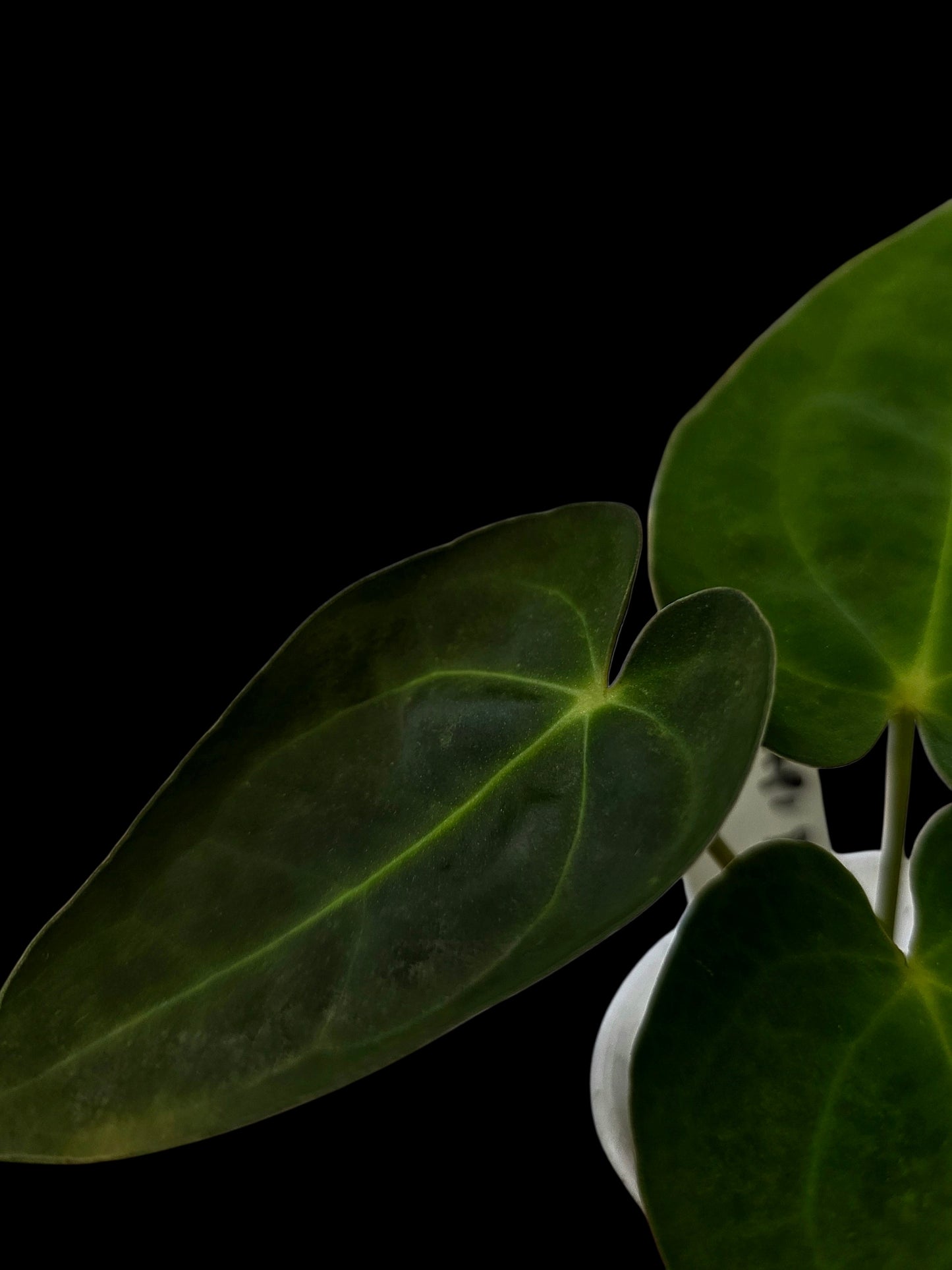 Anthurium Crystallinum X Papillilaminum Dark (EXACT PLANT)