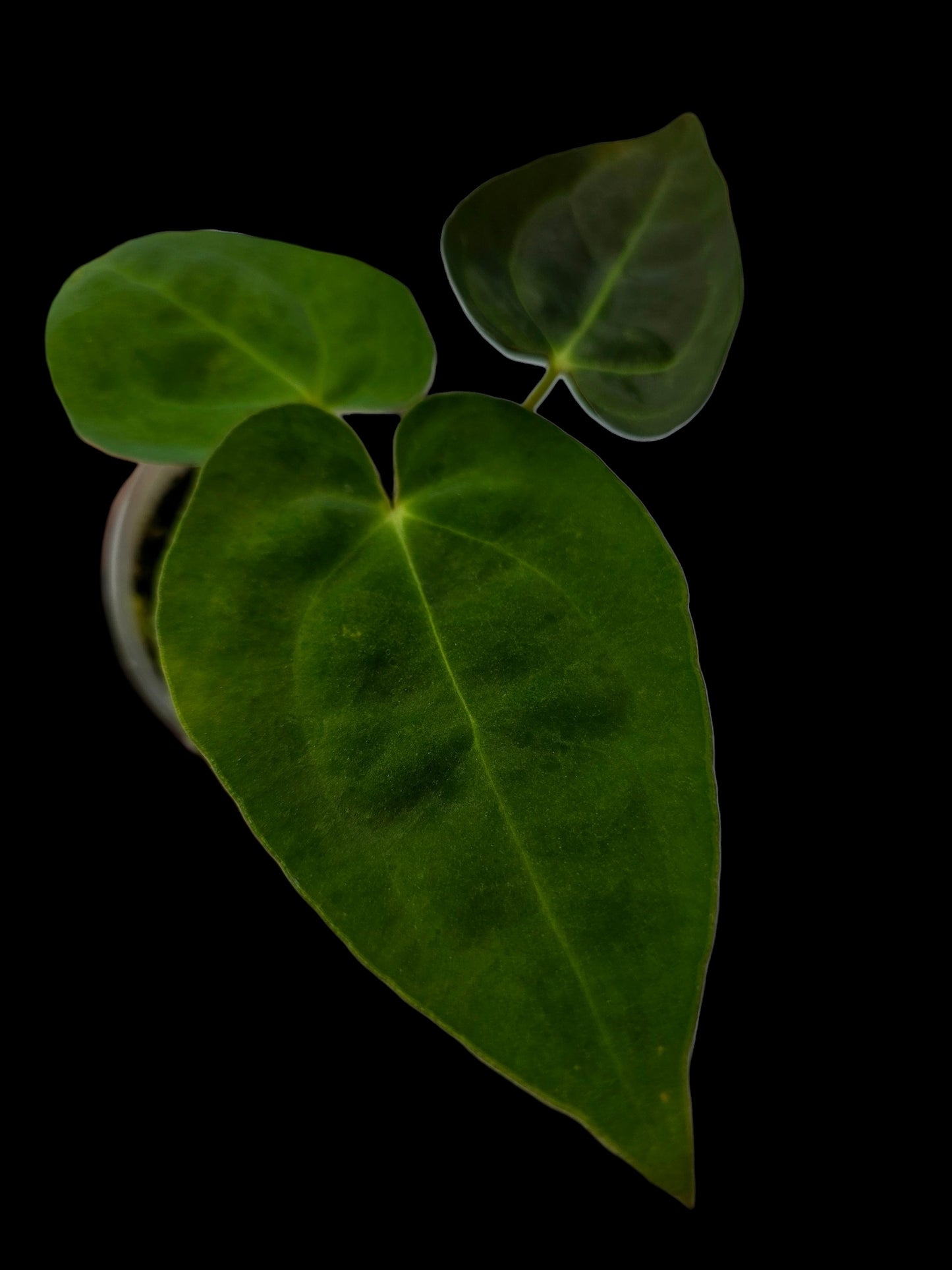 Anthurium Crystallinum X Papillilaminum Dark (EXACT PLANT)