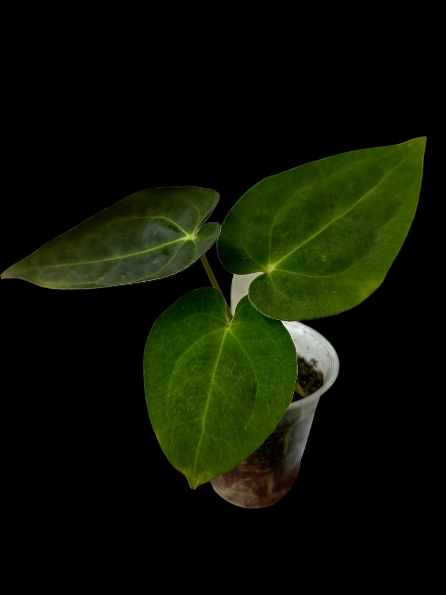 Anthurium Crystallinum X Papillilaminum Dark (EXACT PLANT)