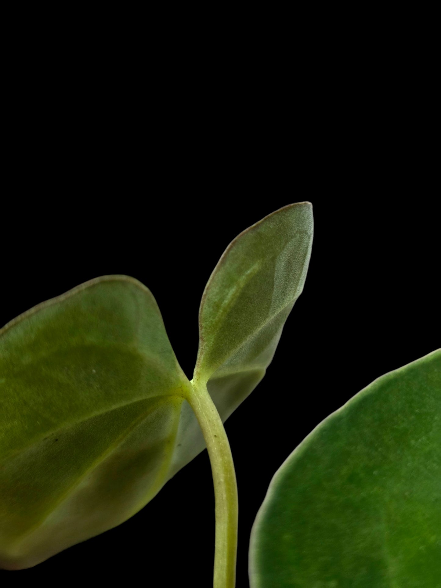 Anthurium Crystallinum X Papillilaminum Dark (EXACT PLANT)