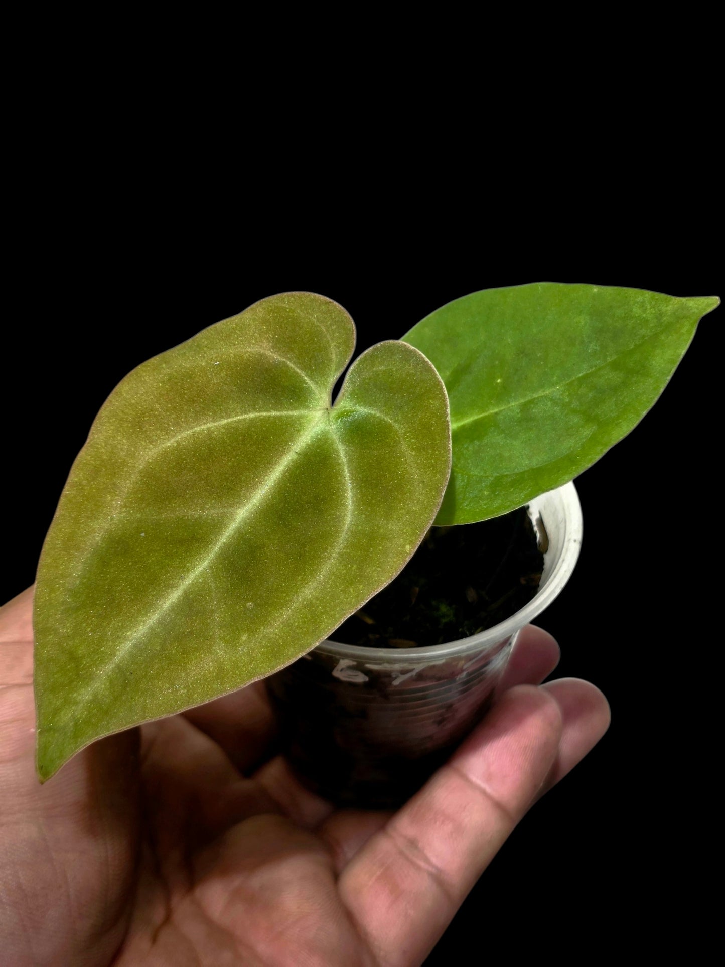 Anthurium Dressleri X Papillilaminum (EXACT PLANT)