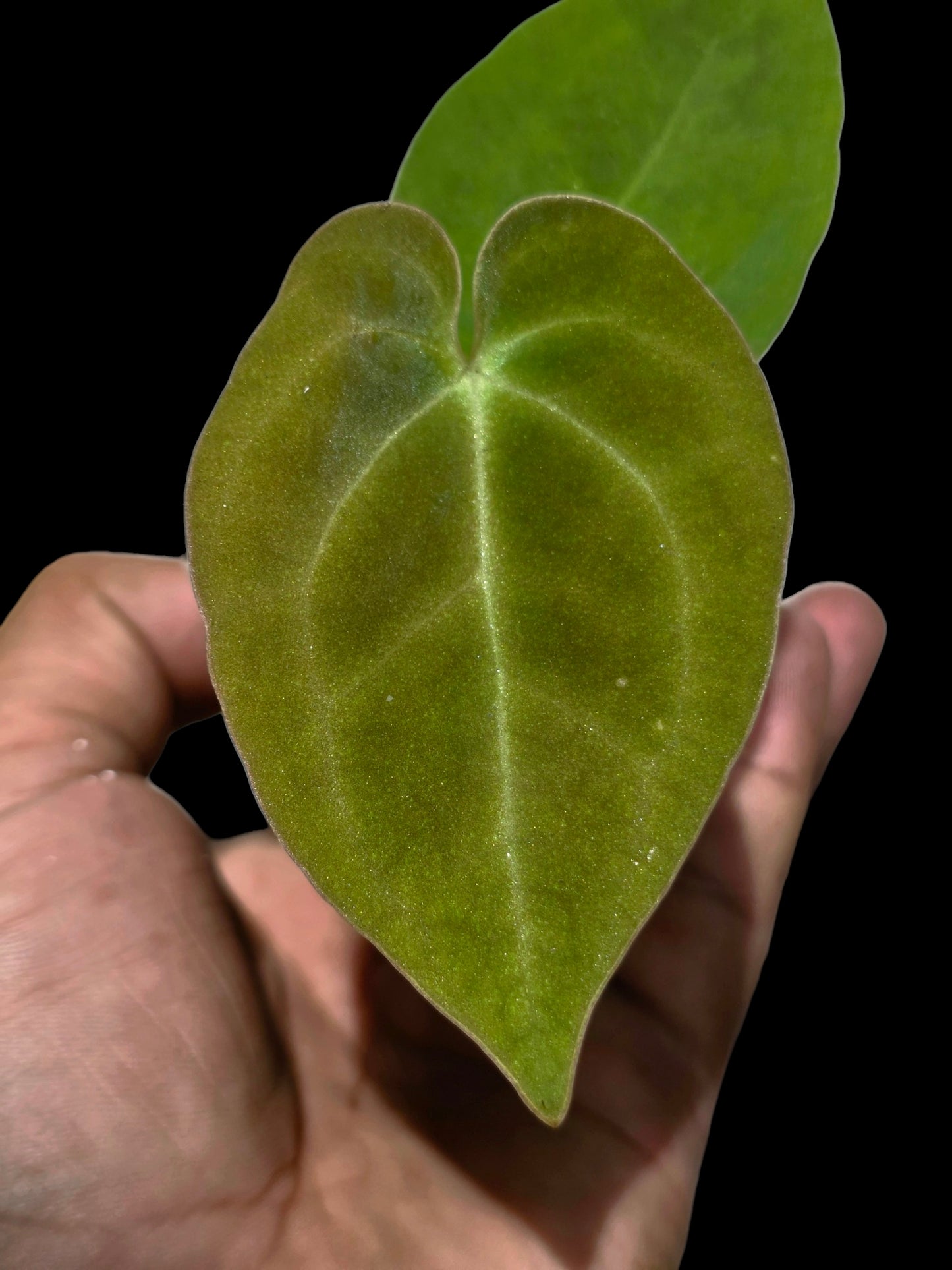 Anthurium Dressleri X Papillilaminum (EXACT PLANT)