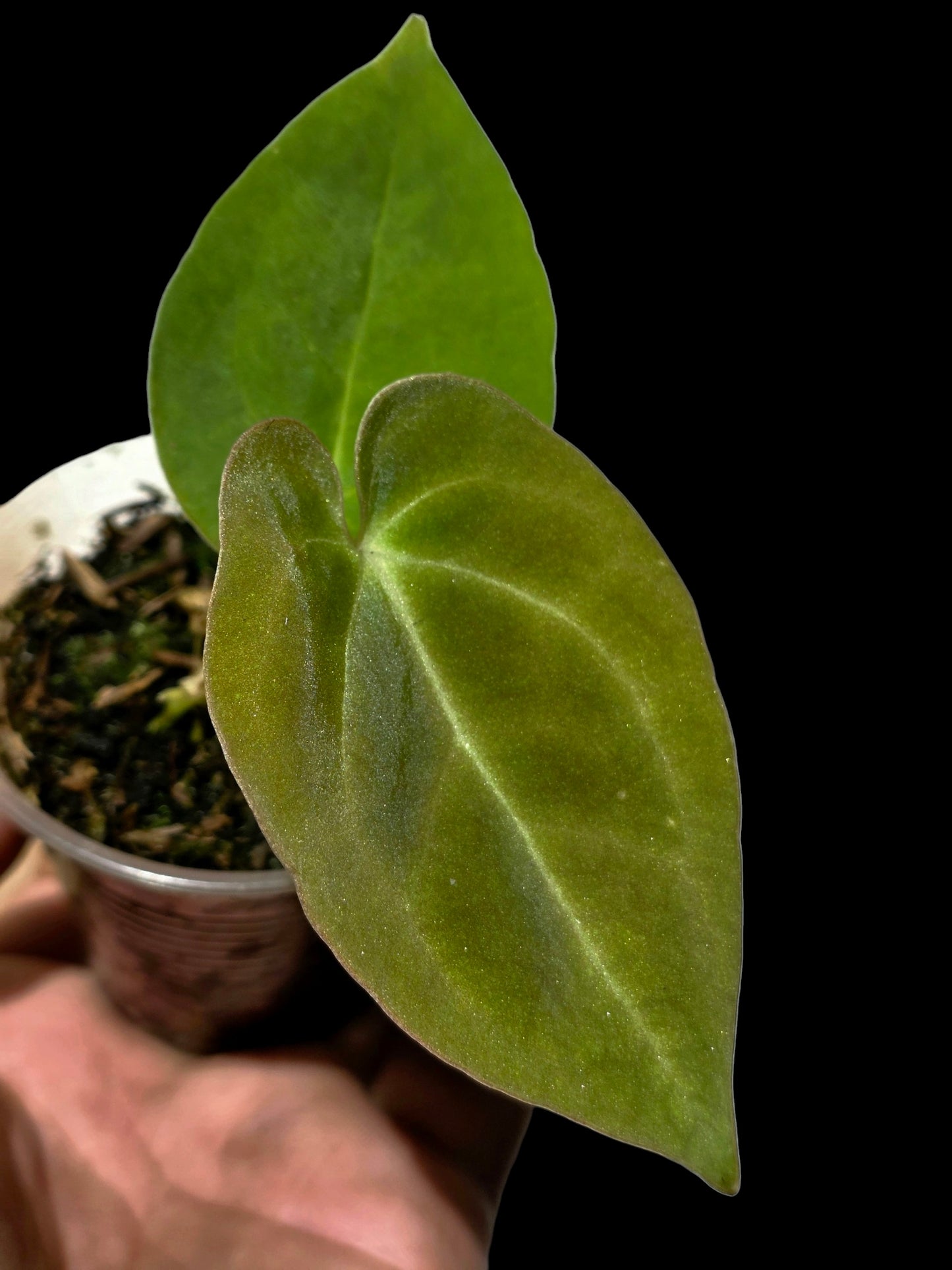 Anthurium Dressleri X Papillilaminum (EXACT PLANT)