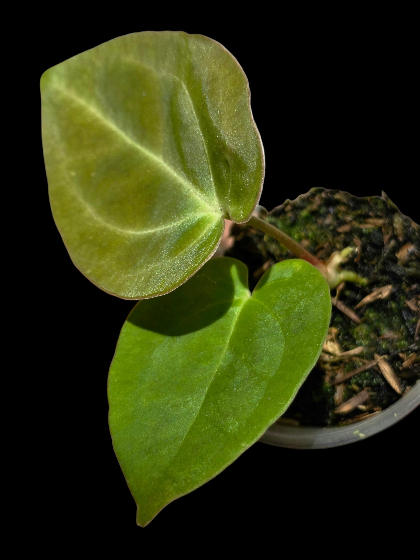 Anthurium Dressleri X Papillilaminum (EXACT PLANT)