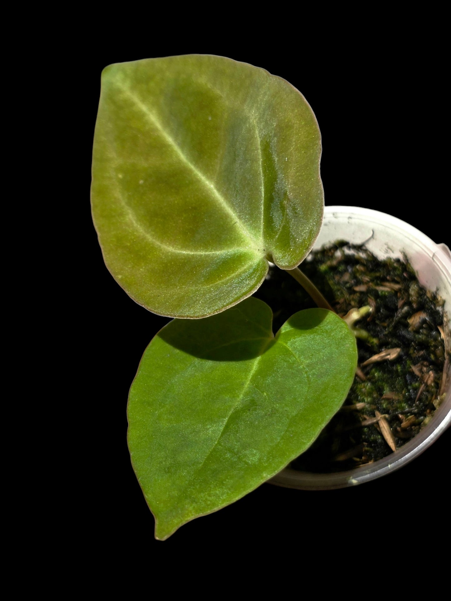 Anthurium Dressleri X Papillilaminum (EXACT PLANT)