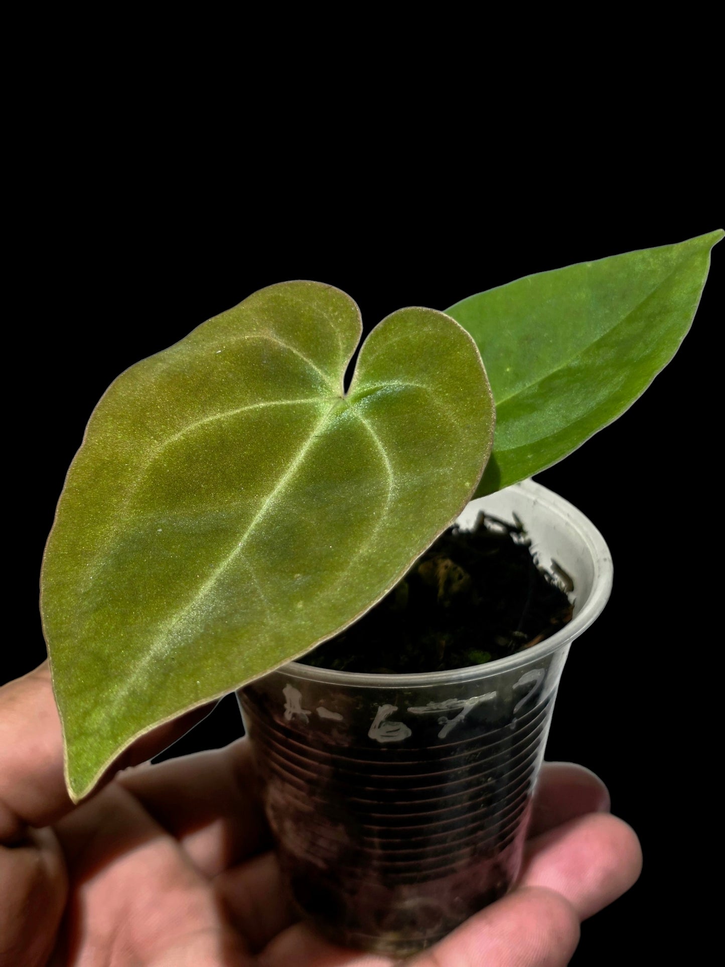 Anthurium Dressleri X Papillilaminum (EXACT PLANT)