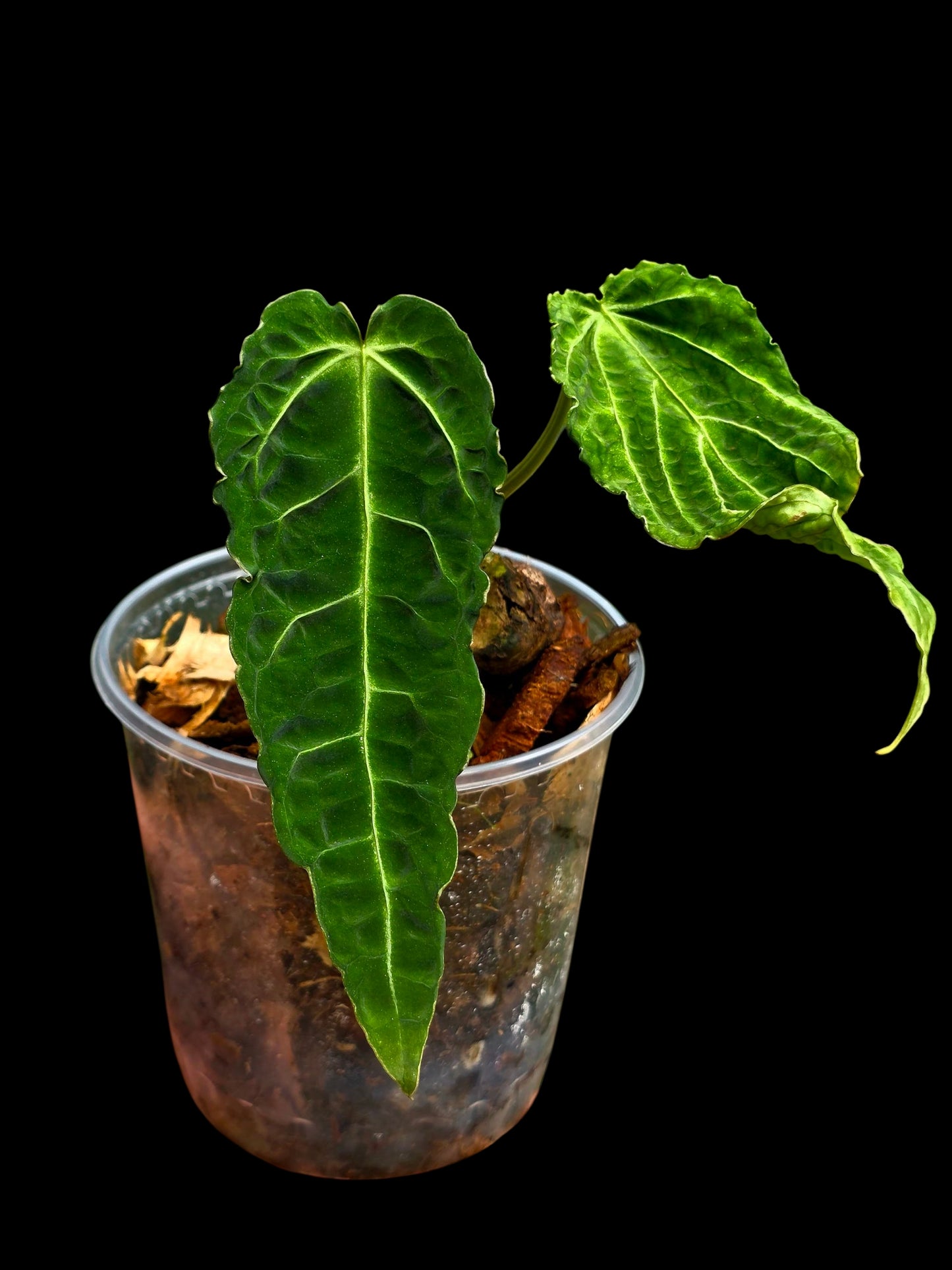 Anthurium sp. 'Andinum Lattice Crispus' Metamorphosis Phenotype (EXACT PLANT)