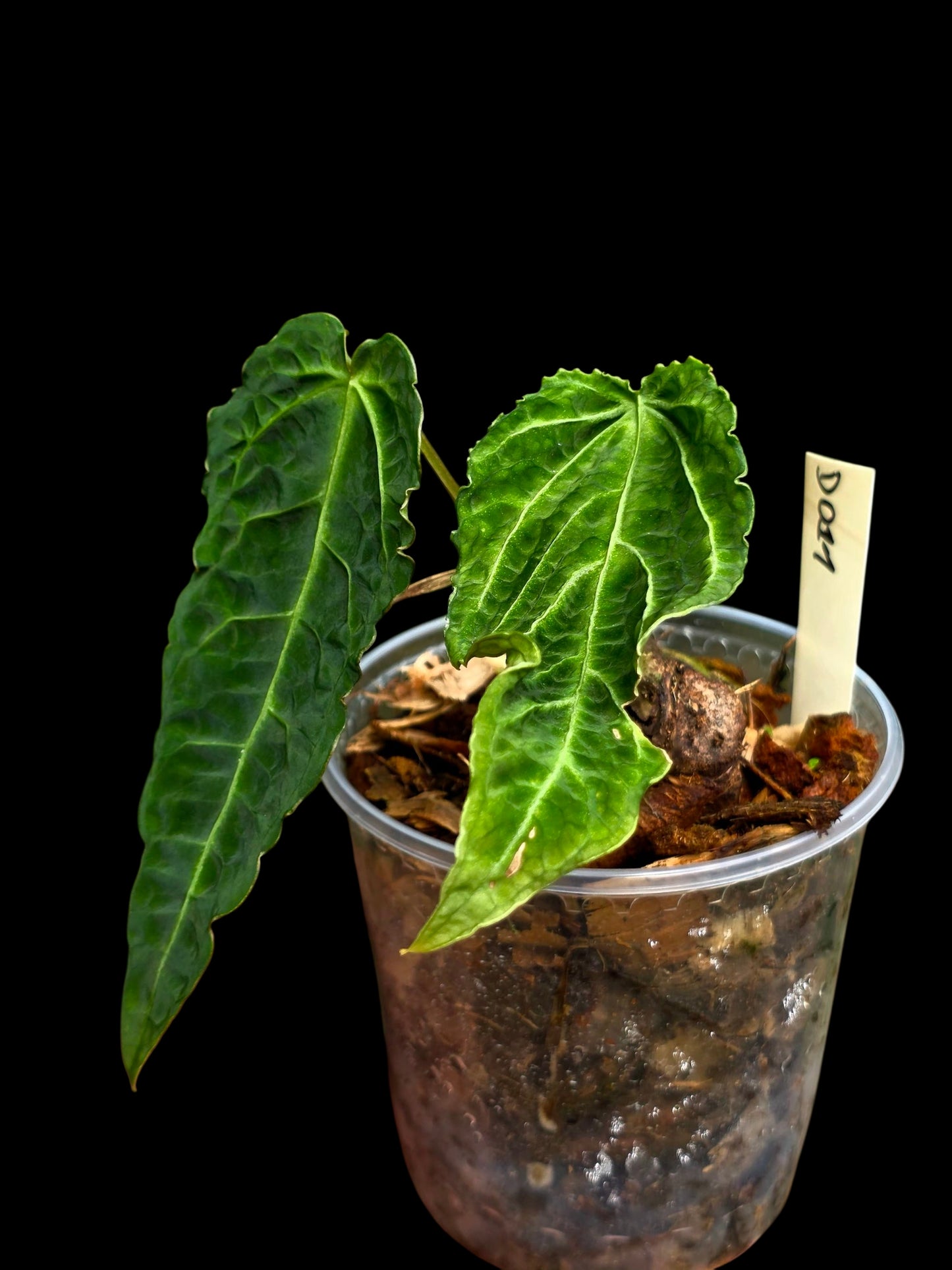 Anthurium sp. 'Andinum Lattice Crispus' Metamorphosis Phenotype (EXACT PLANT)