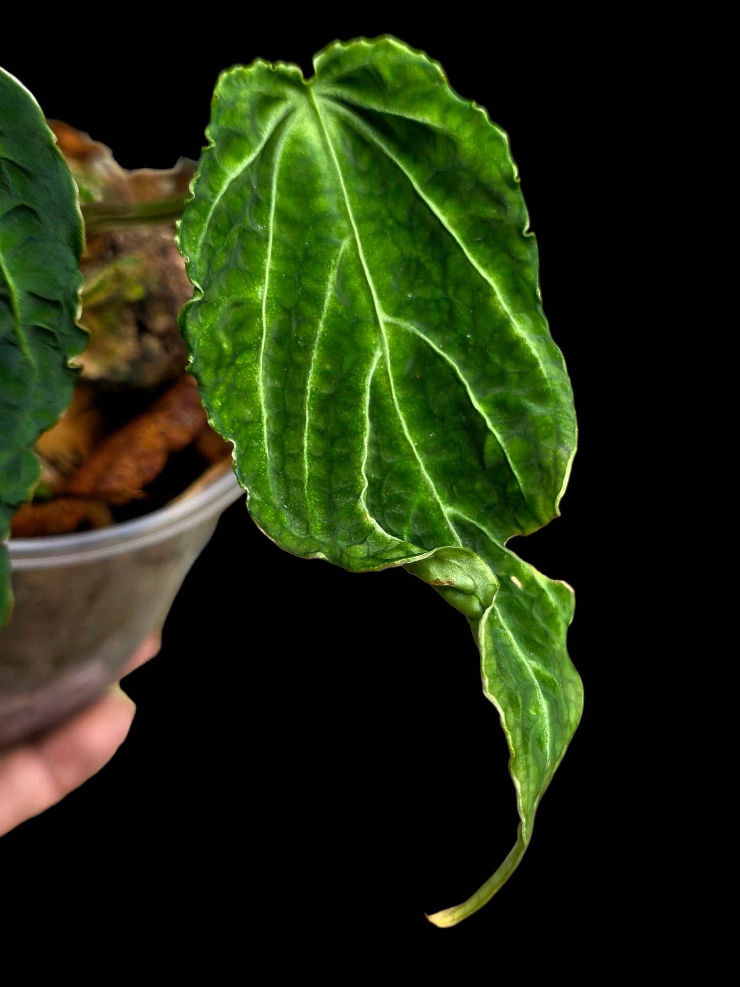Anthurium sp. 'Andinum Lattice Crispus' Metamorphosis Phenotype (EXACT PLANT)
