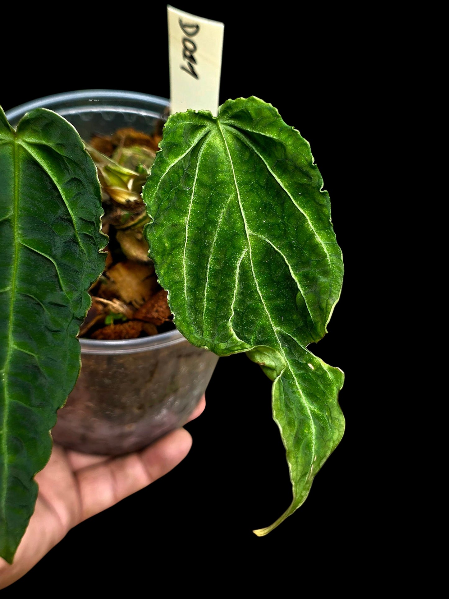 Anthurium sp. 'Andinum Lattice Crispus' Metamorphosis Phenotype (EXACT PLANT)