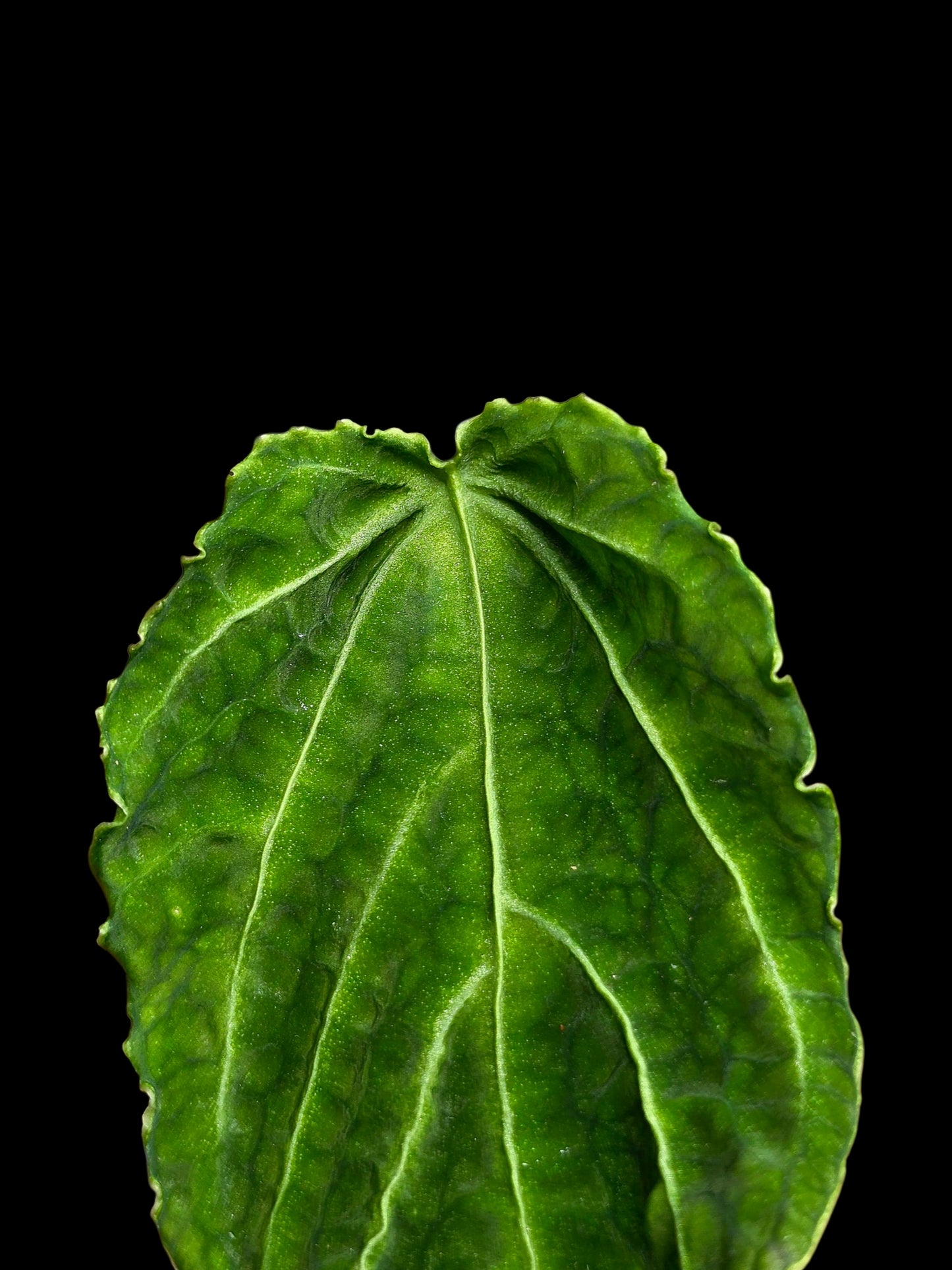 Anthurium sp. 'Andinum Lattice Crispus' Metamorphosis Phenotype (EXACT PLANT)
