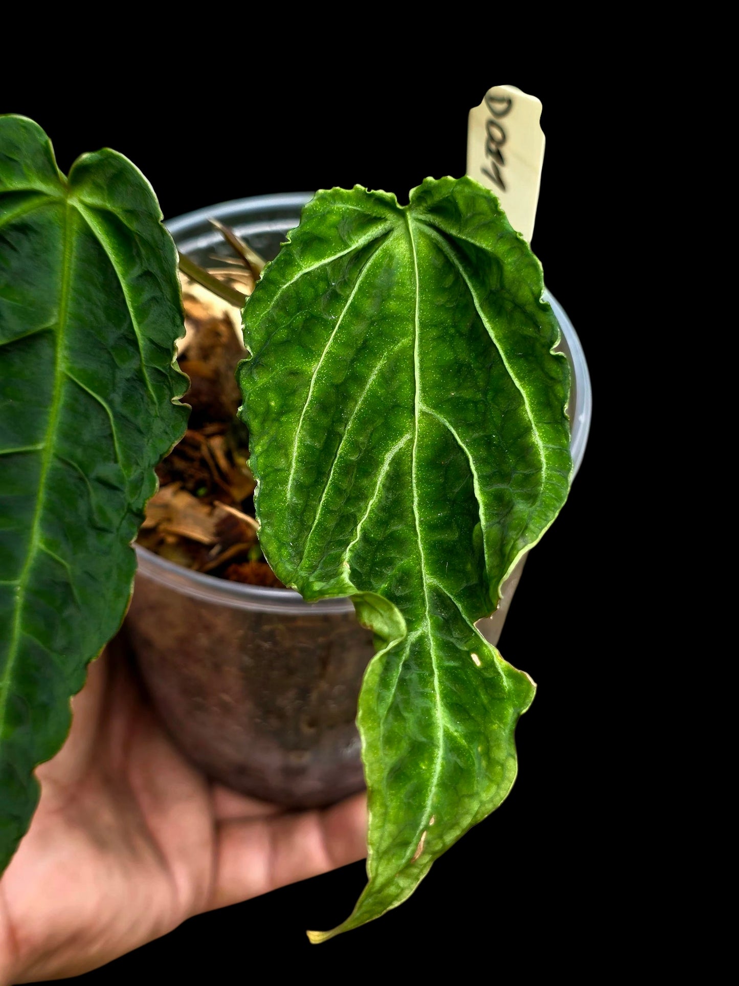 Anthurium sp. 'Andinum Lattice Crispus' Metamorphosis Phenotype (EXACT PLANT)